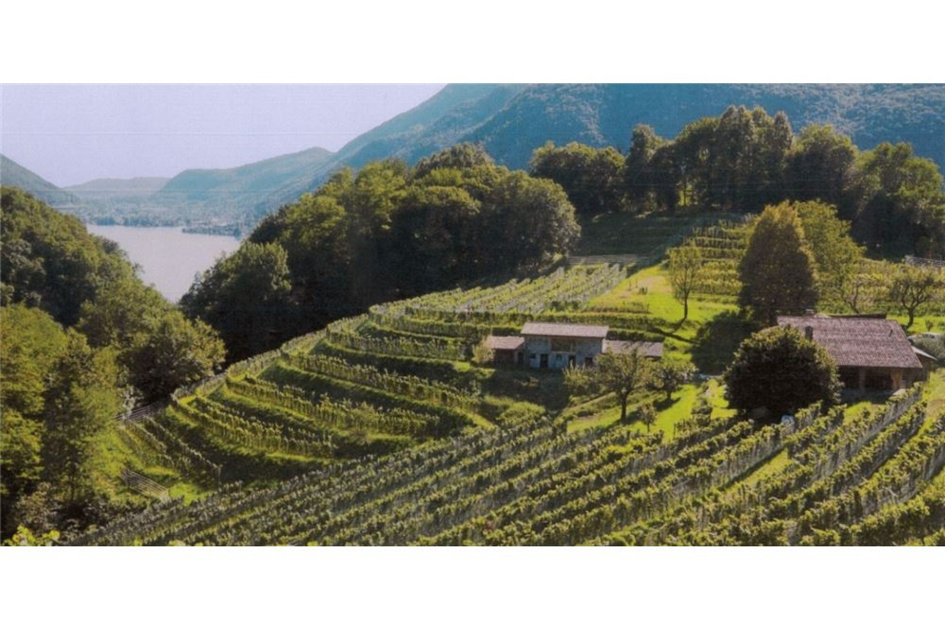 Weitwinkelaufnahme eines Weinbergs in hügeliger Seenlandschaft