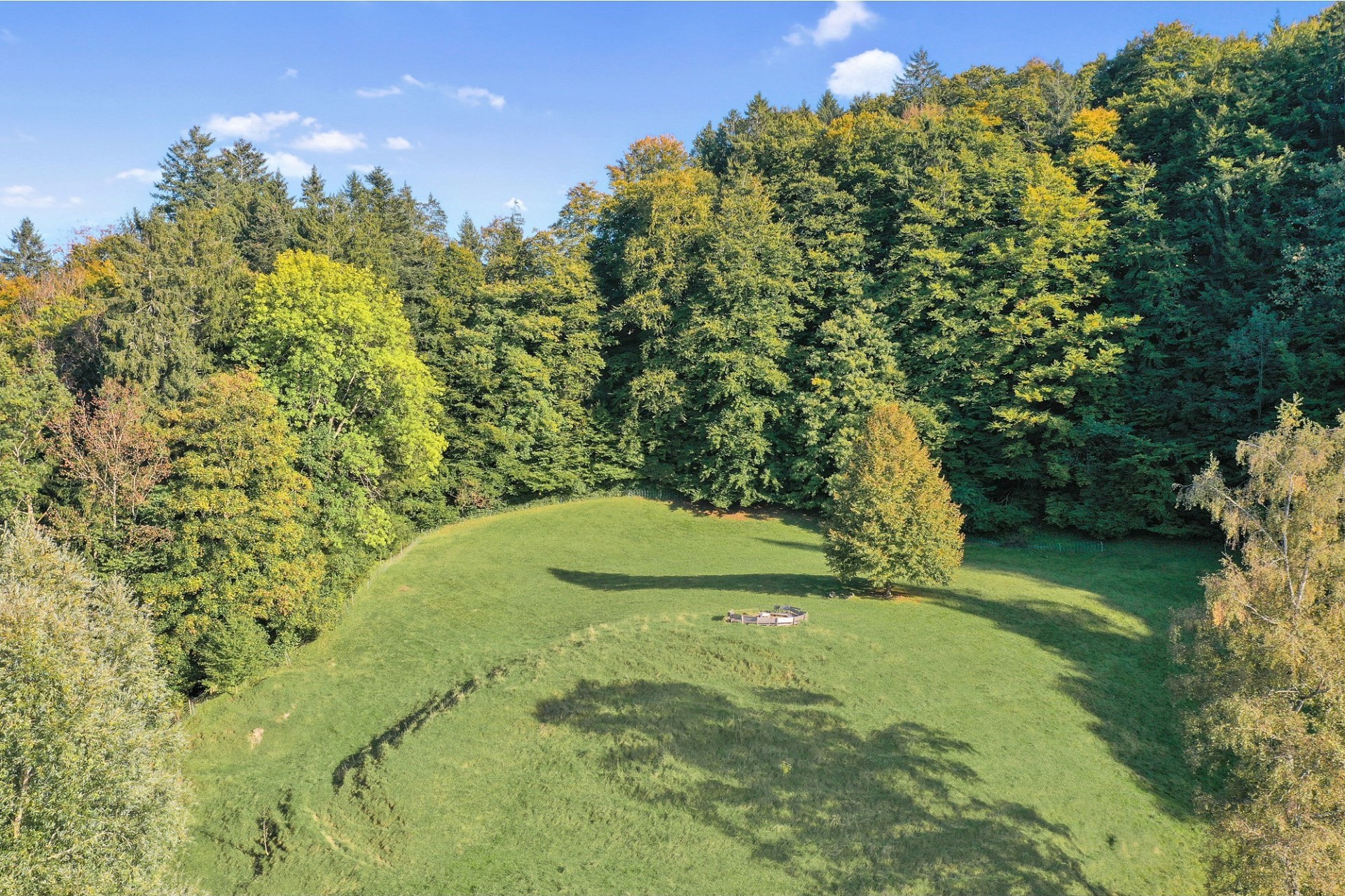 Waldlichtung mit Wiese