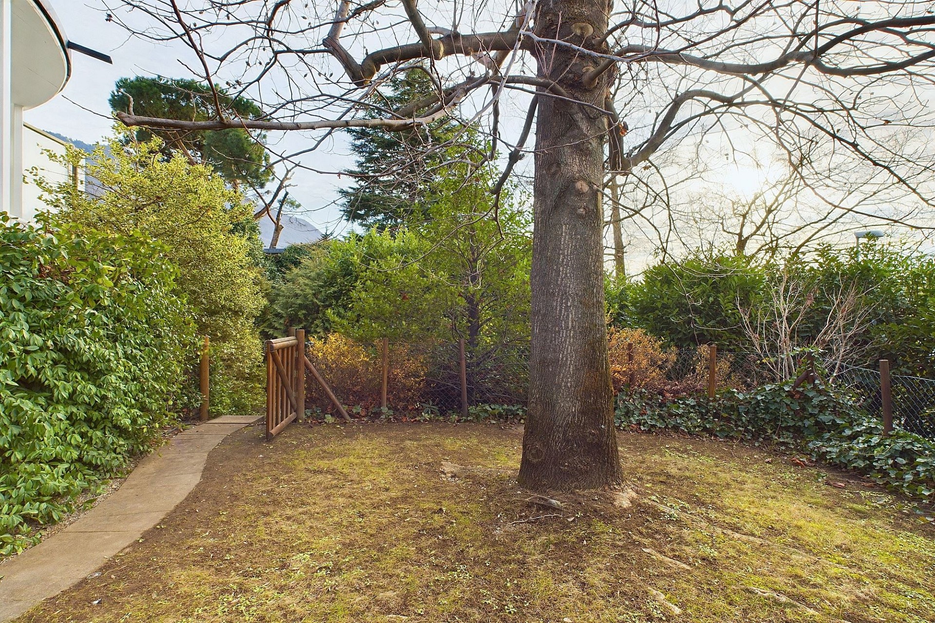 Garten mit großem Baum