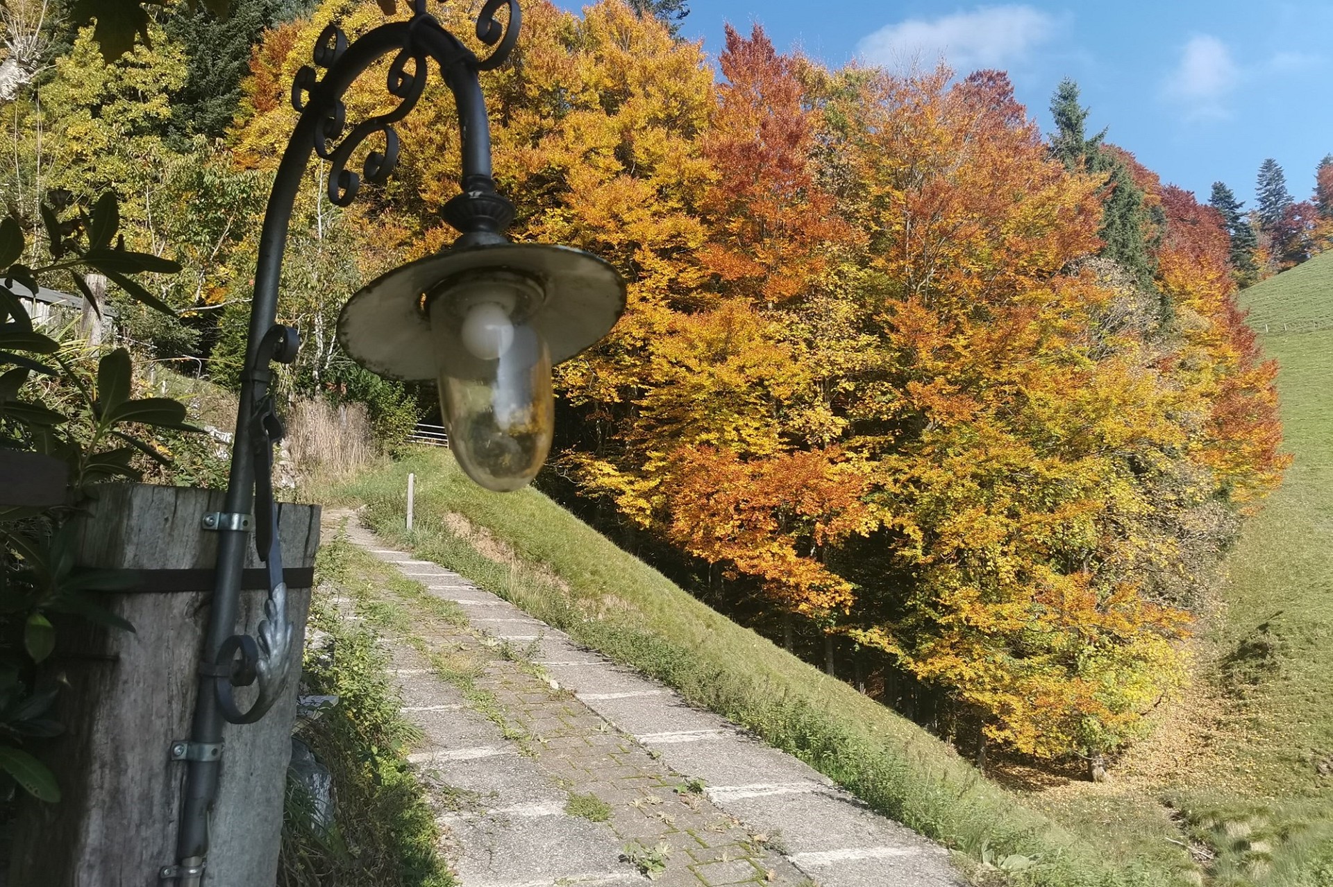 Gartenweg mit Herbstbäumen
