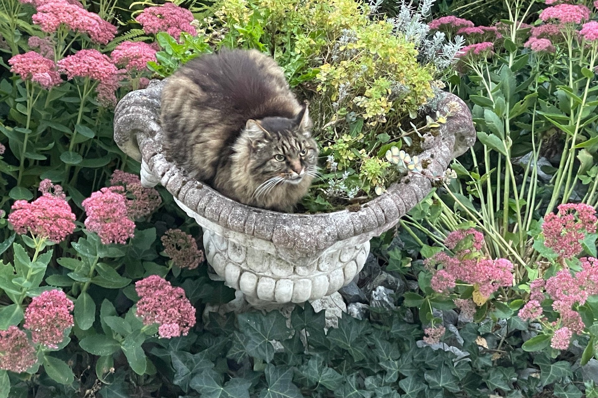 Gartenkatze im Blumentopf