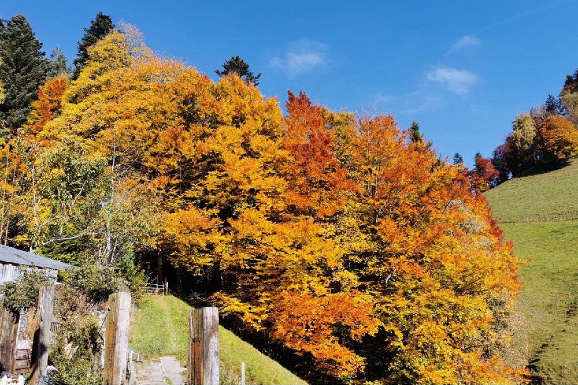 Herbstliche Landschaft mit farbigem Baumbestand