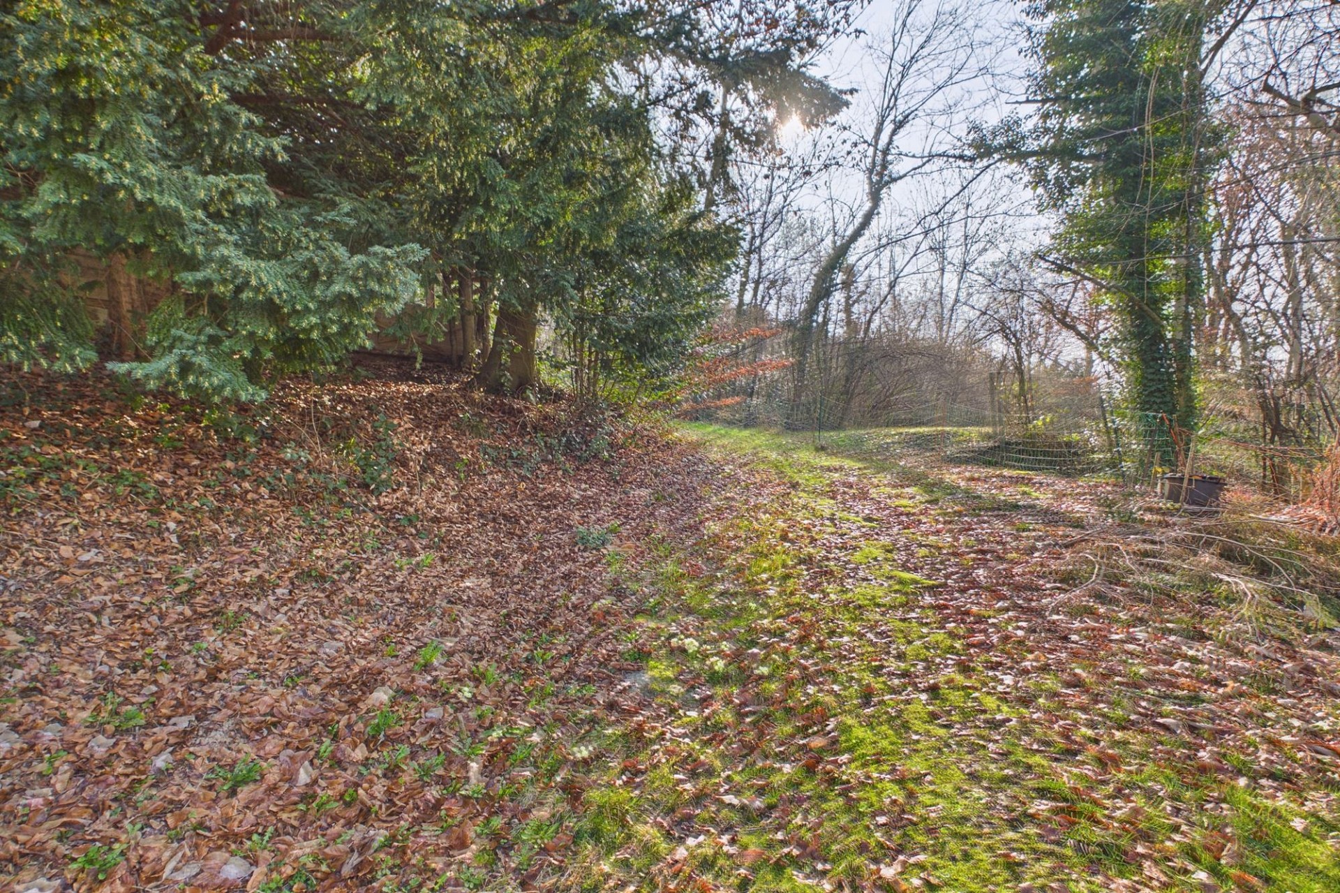 Bewaldetes Grundstück mit Zufahrt