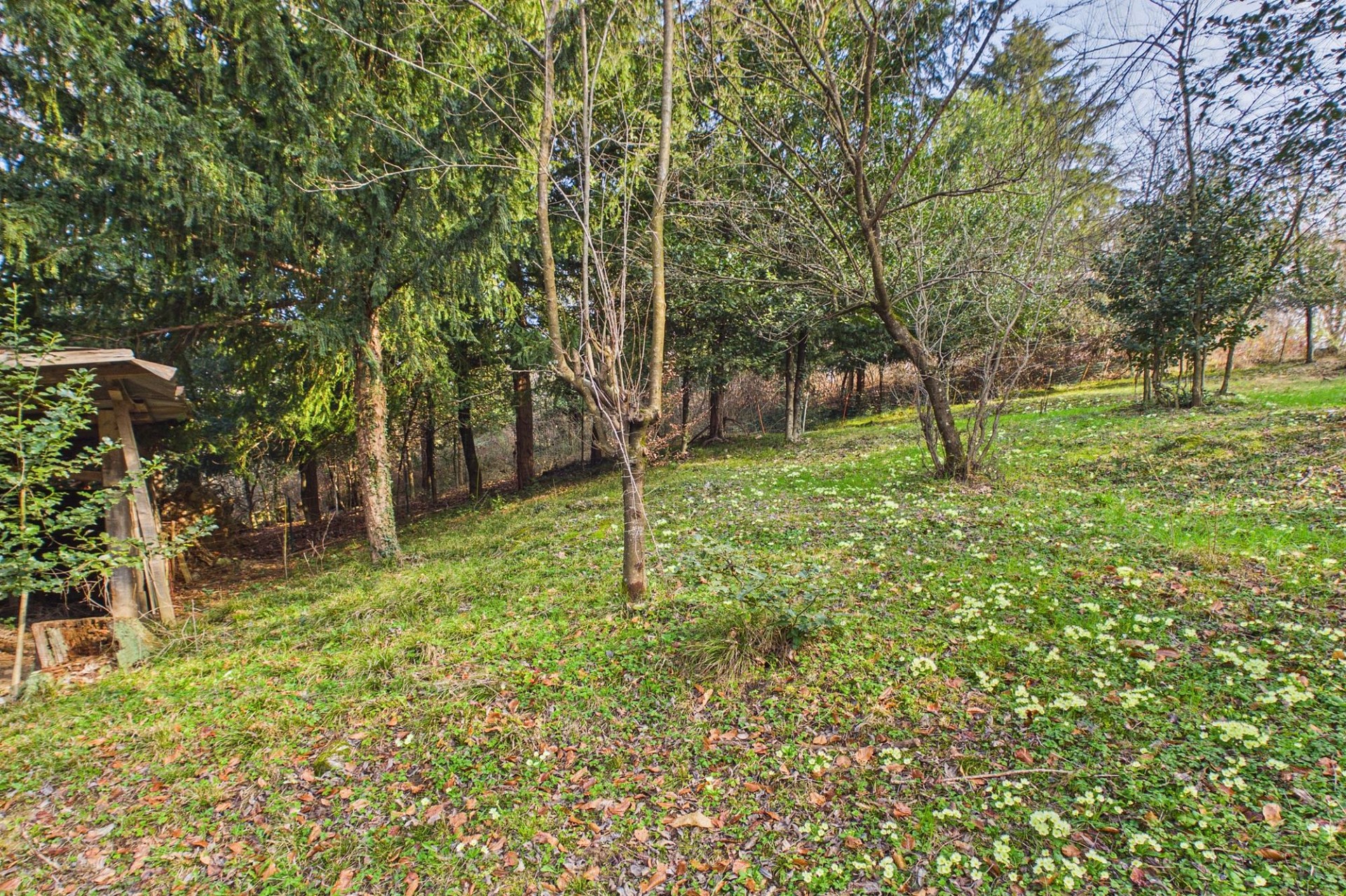 Bewaldetes Garten- und Wiesenstück
