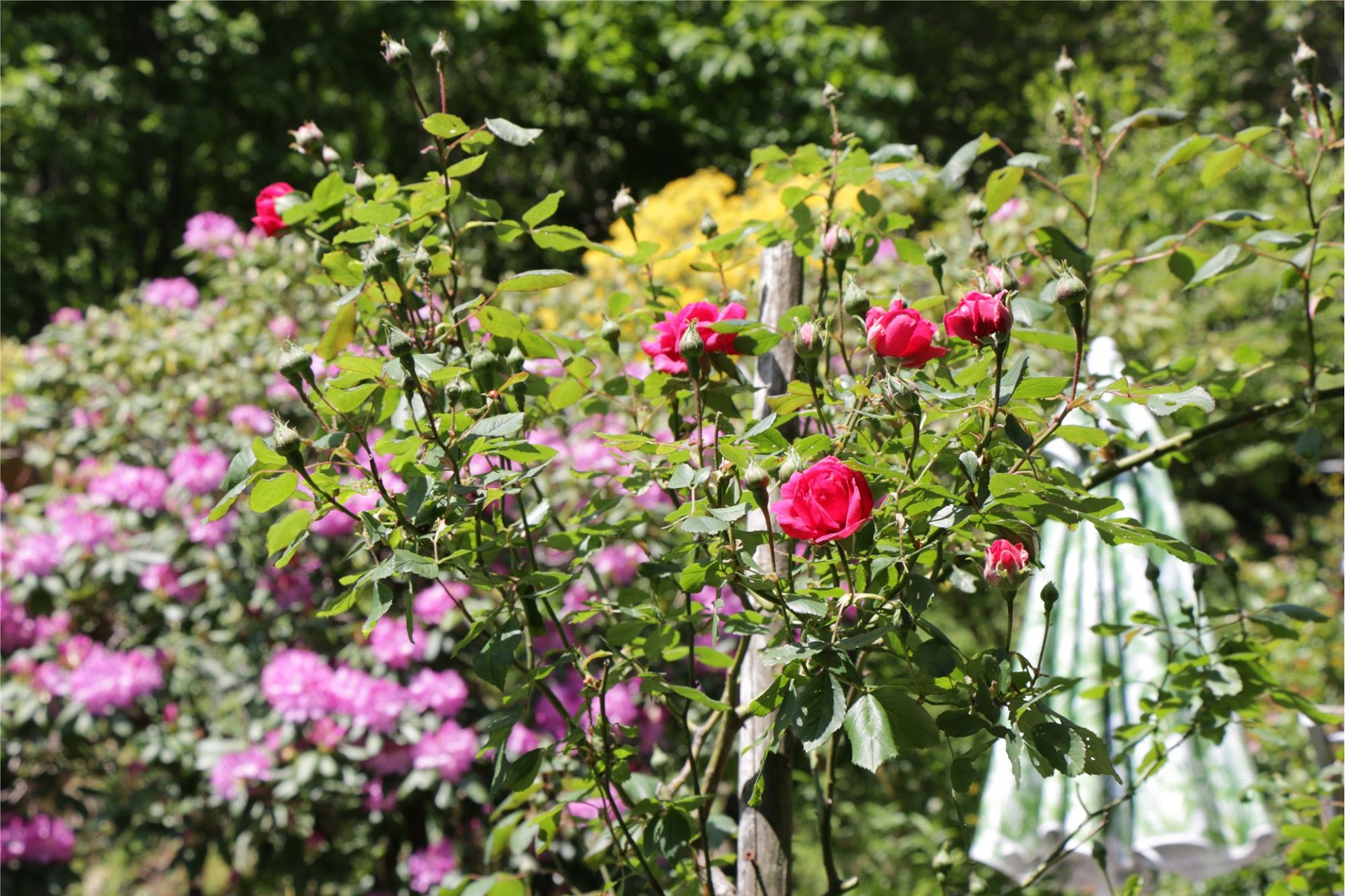 Blühender Rosengarten