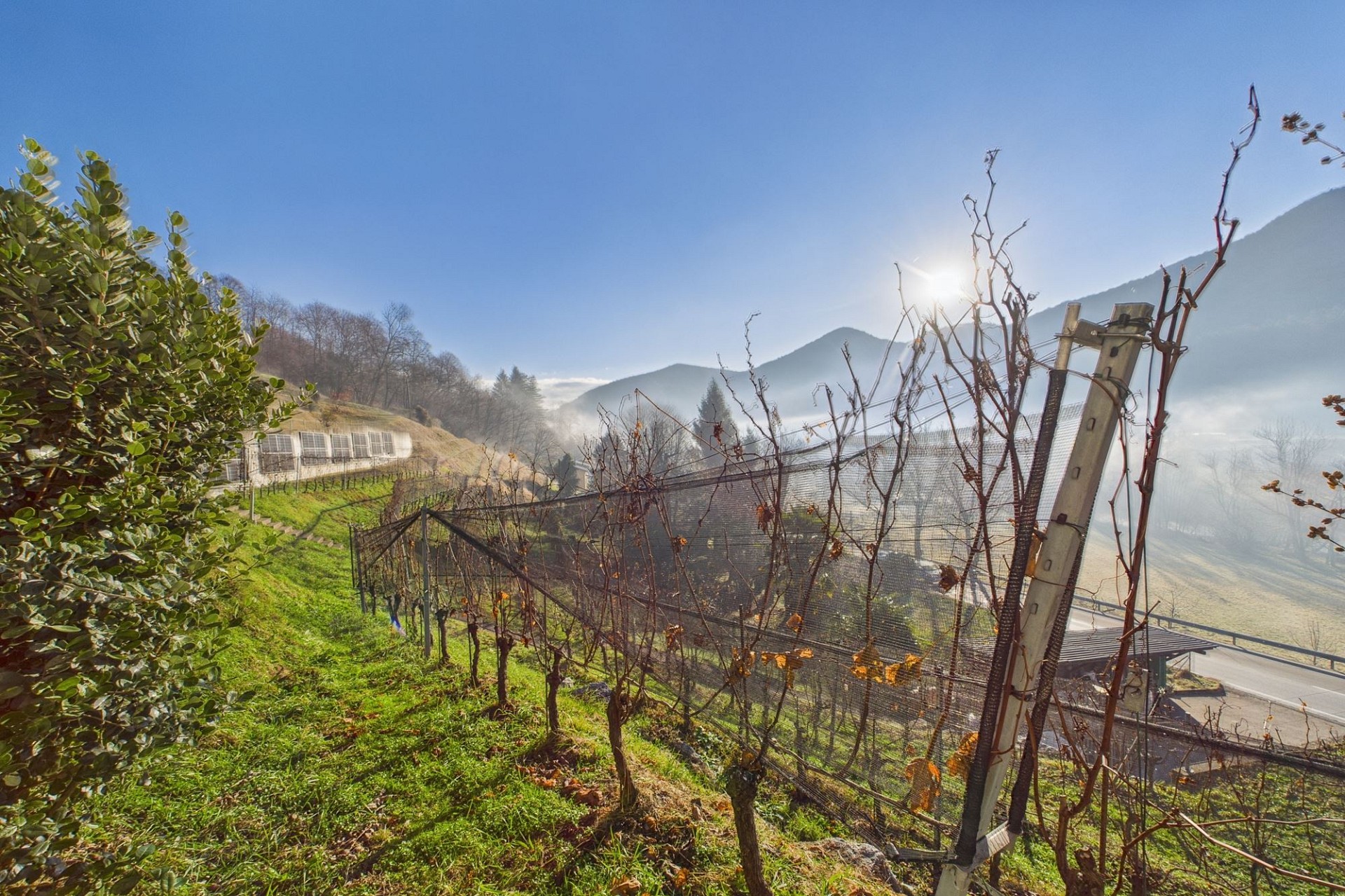 Weinberg mit Hanglage und Talblick
