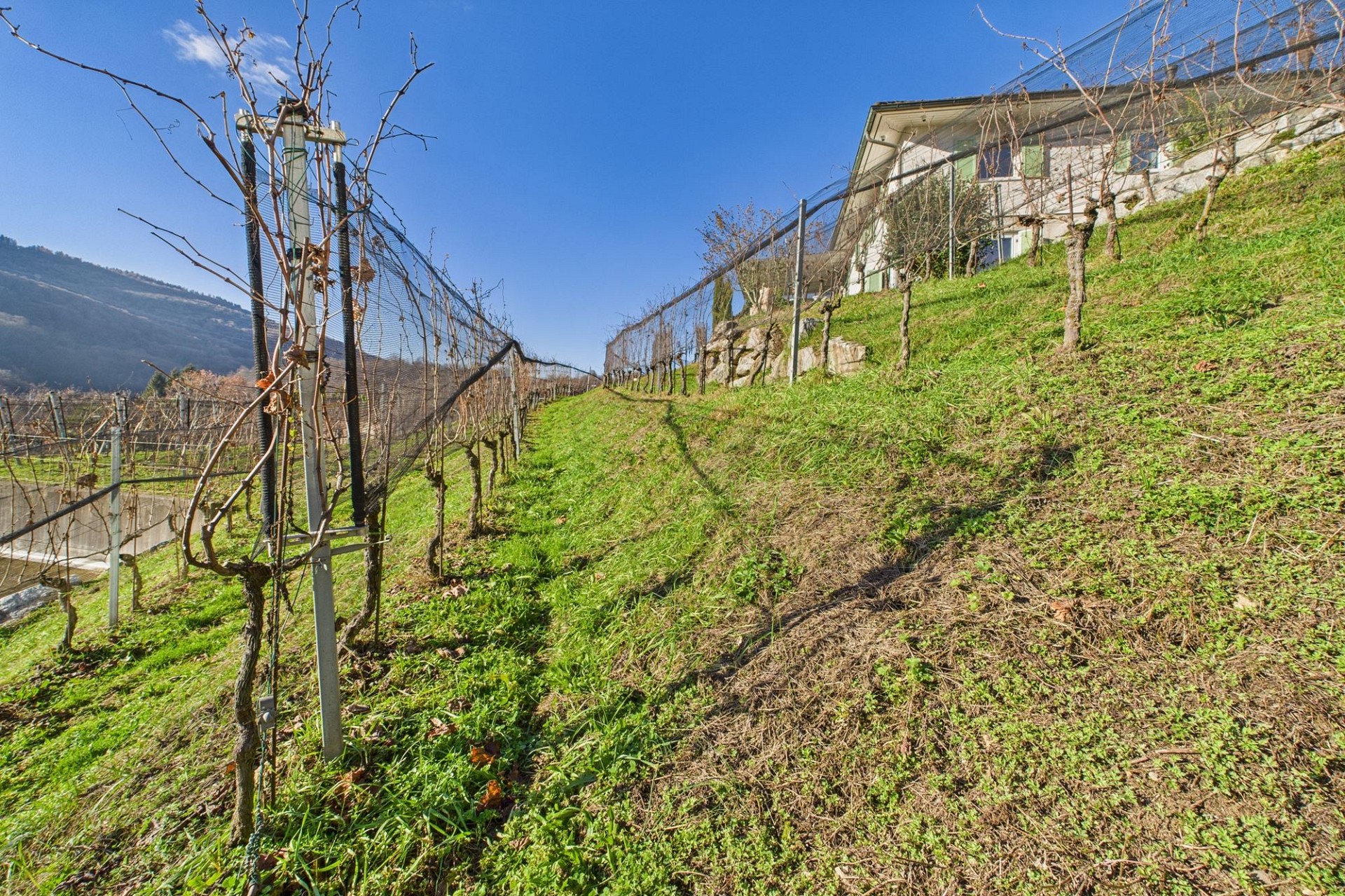 Weinberg mit Haus am Hang
