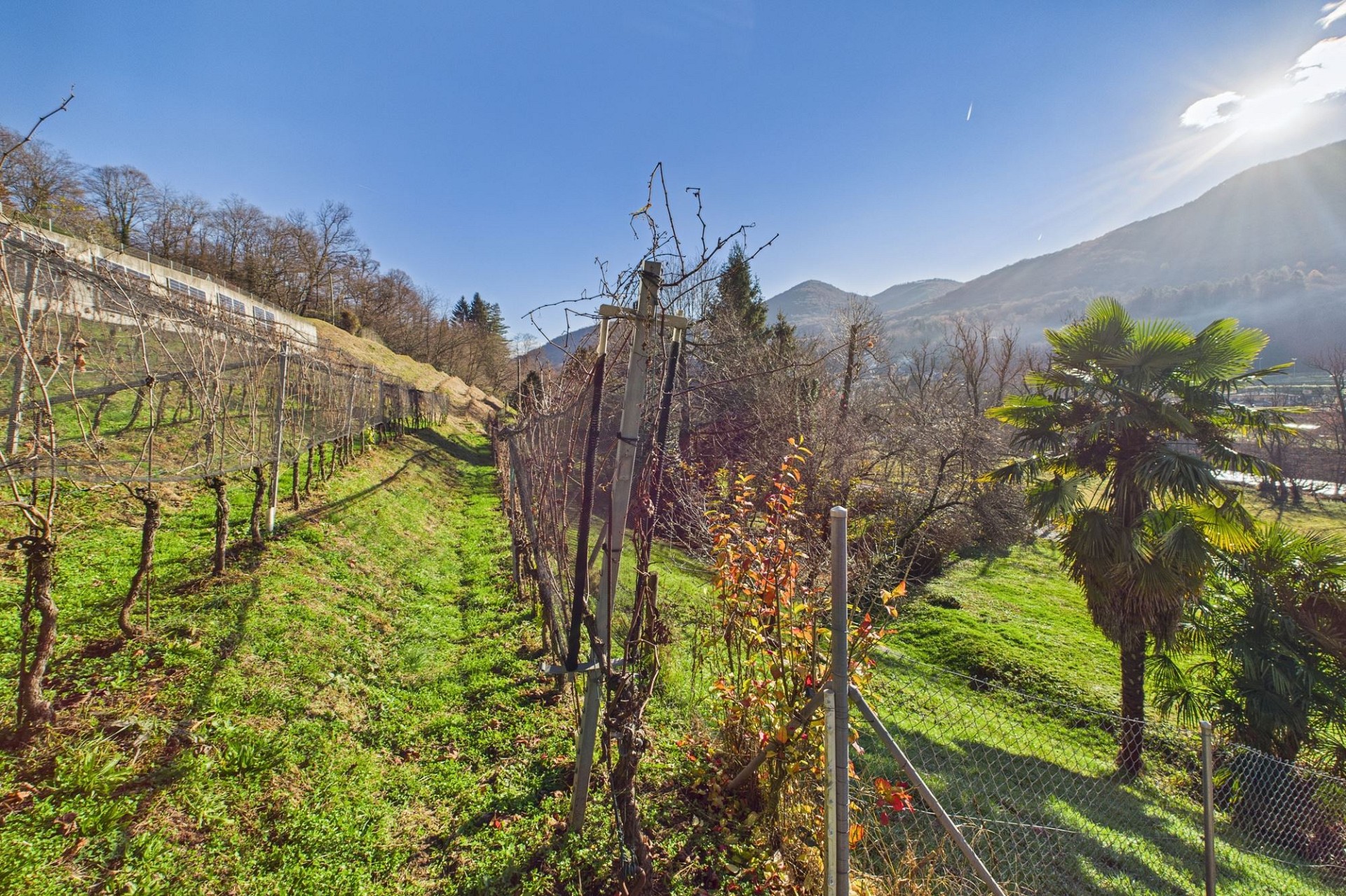 Weinberg mit Bergpanorama
