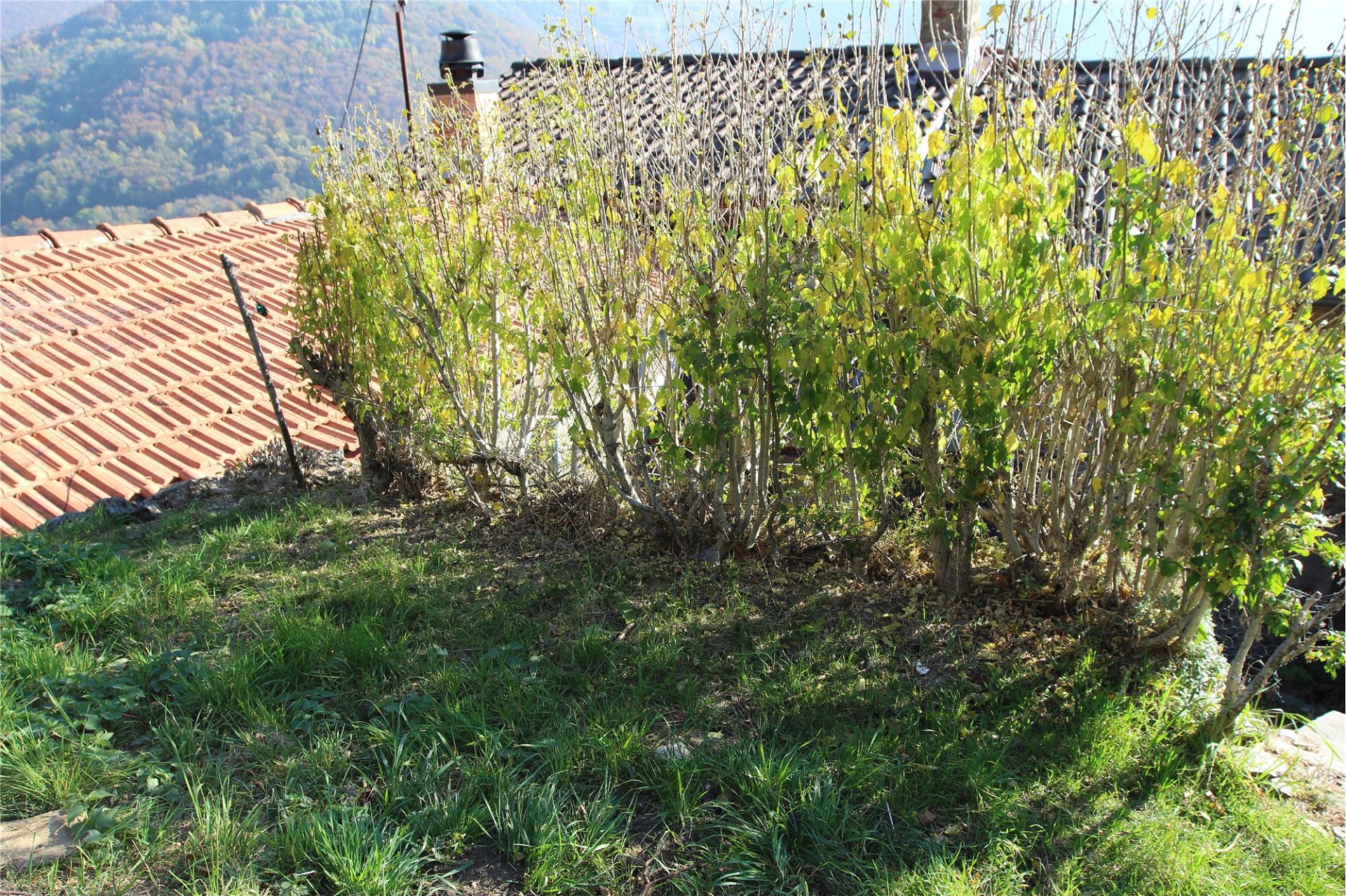 Garten- und Dachansicht mit Bergkulisse