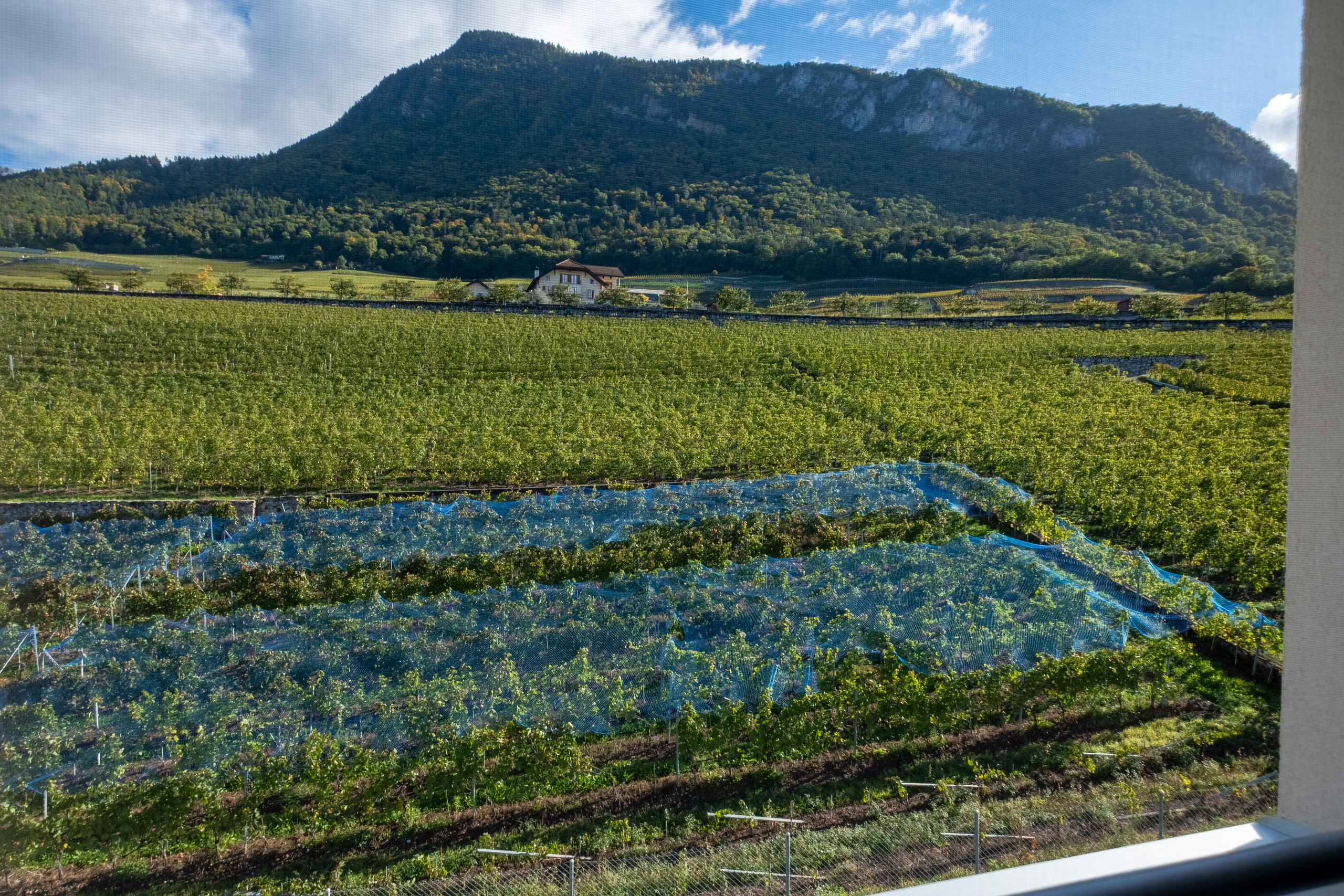 Blick über Weinberge auf einen Berg