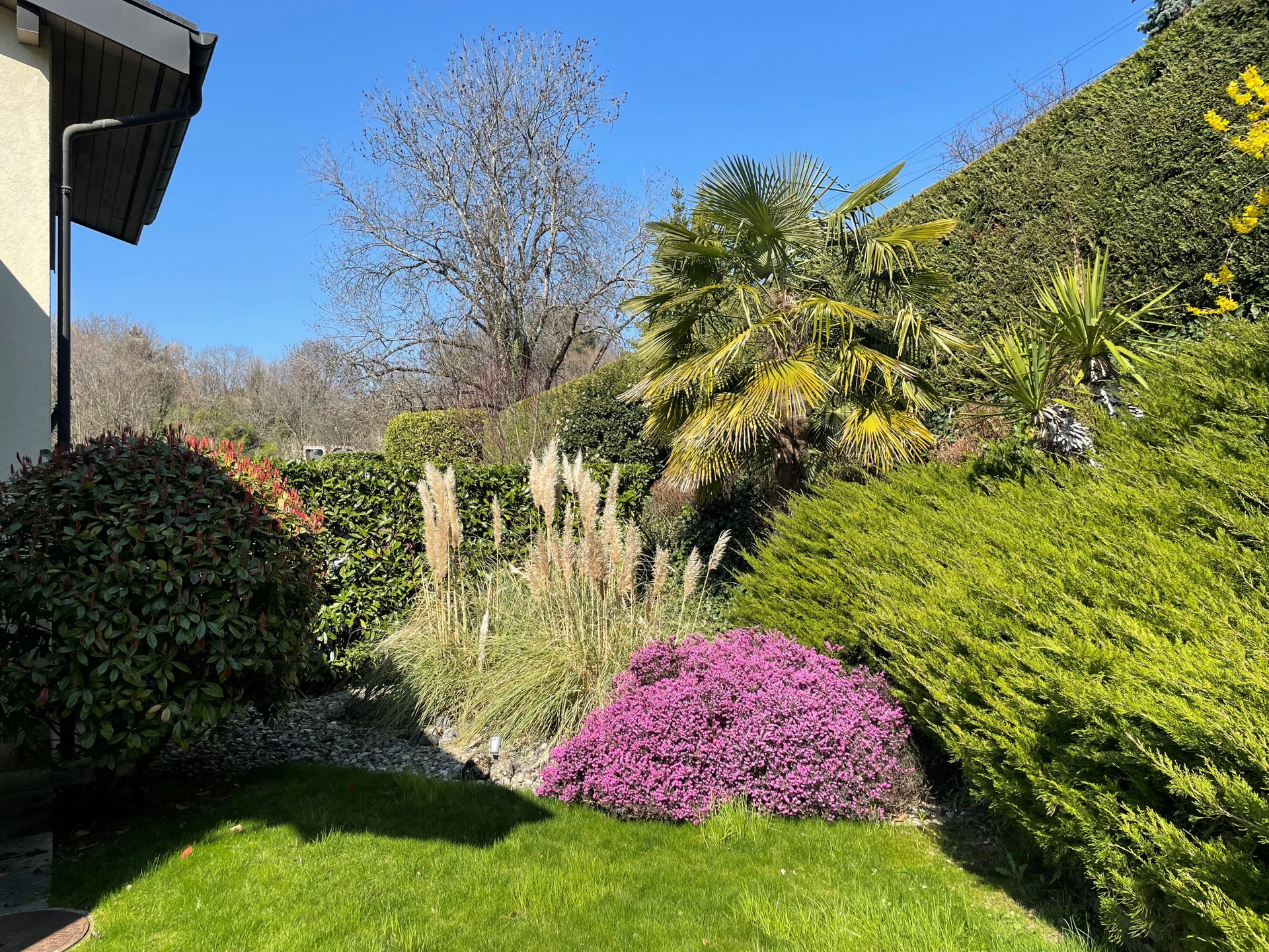 Üppig bepflanzter Garten mit Palmen und Blütensträuchern