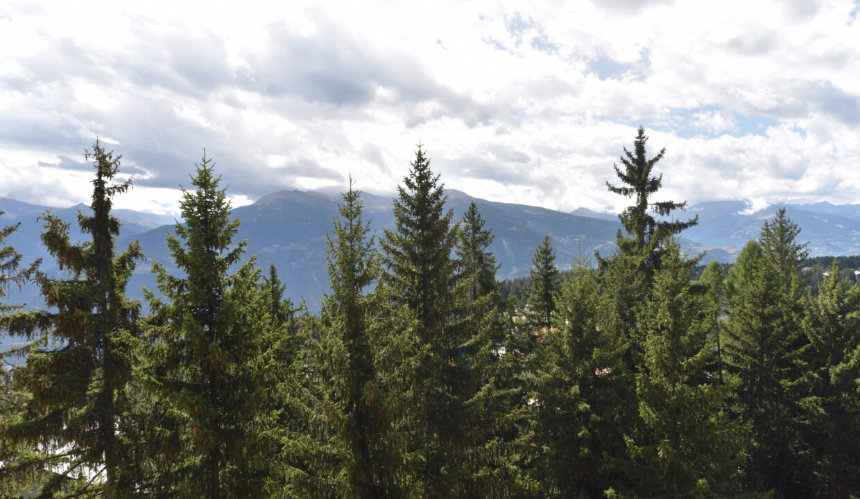 Bergblick über Tannenwald