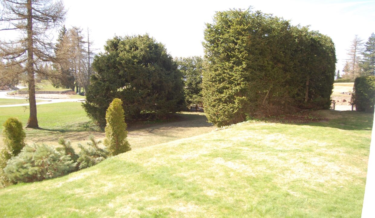 Großer gepflegter Garten mit Rasen und hohen Nadelbäumen