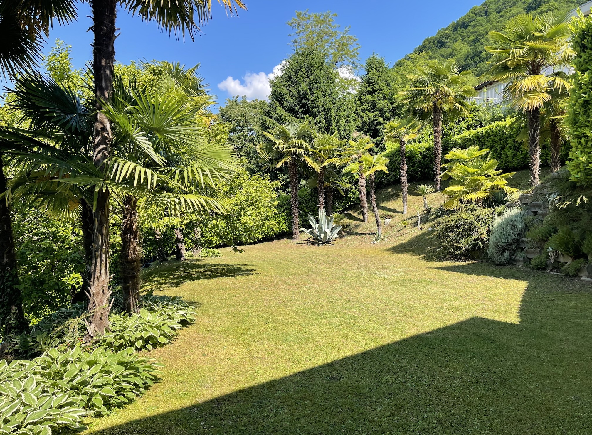 Tropischer Garten mit Rasenfläche