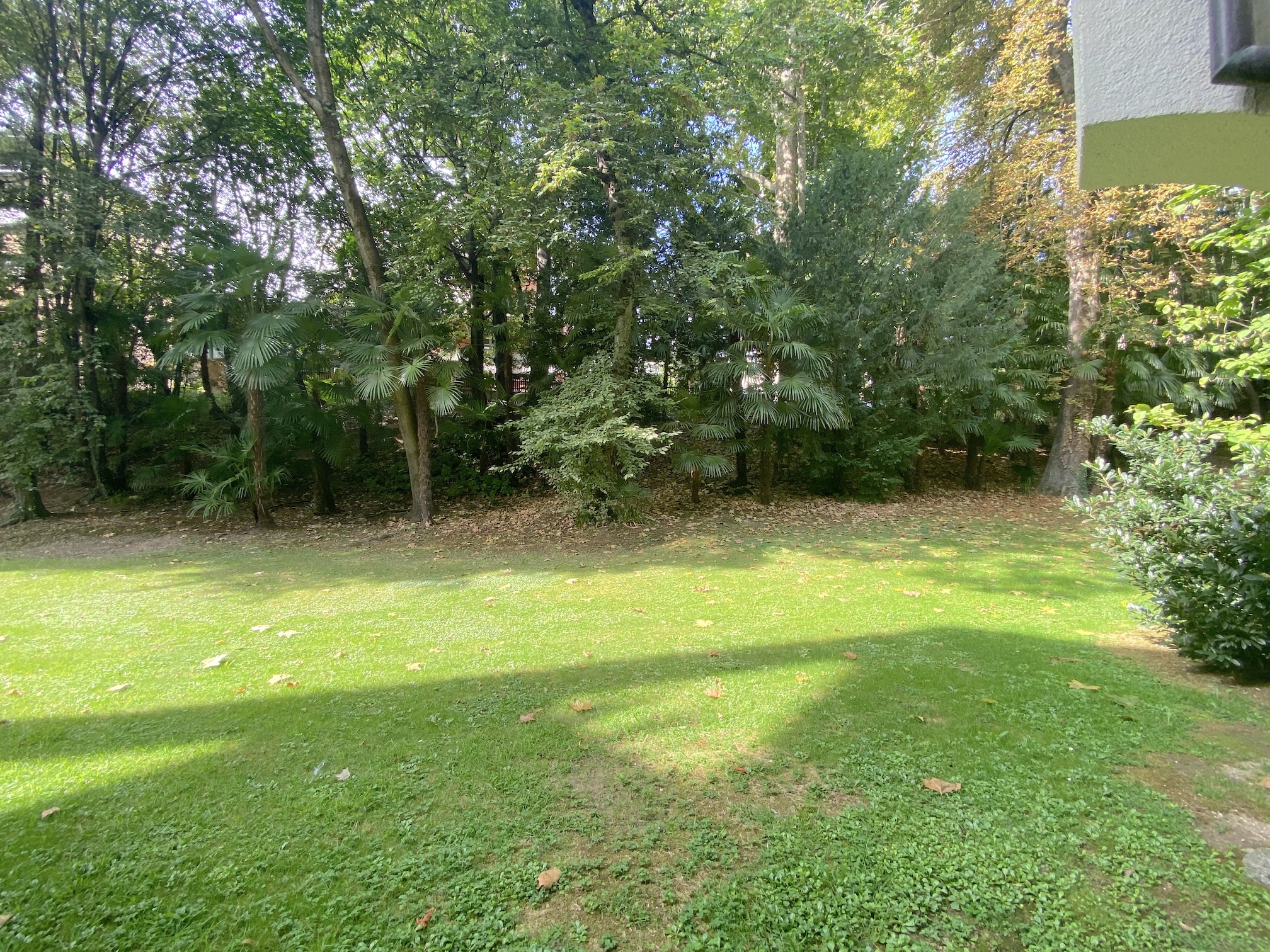 Garten mit Rasen und dichtem Baumbestand
