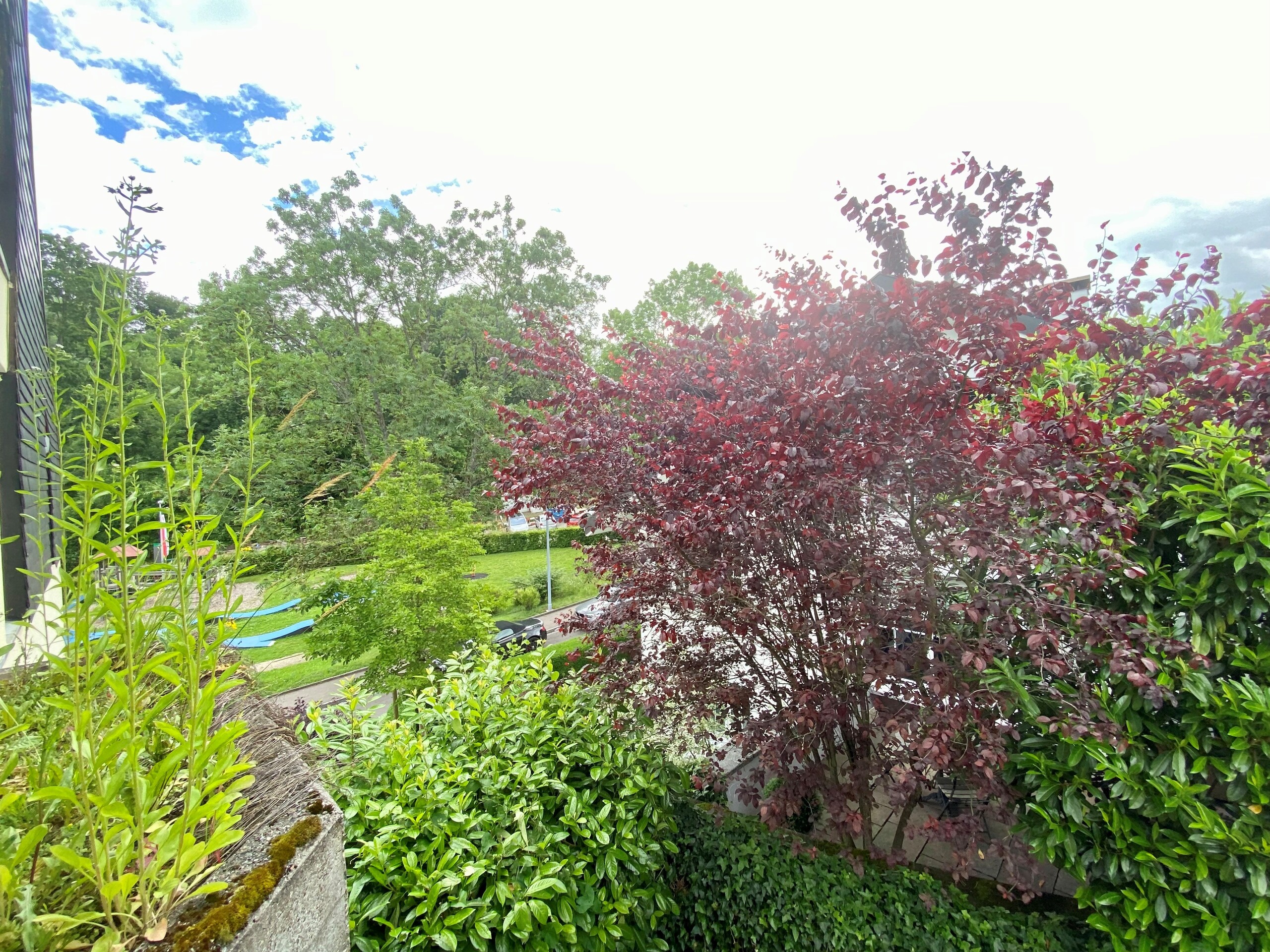Gartenblick mit dichter Begrünung