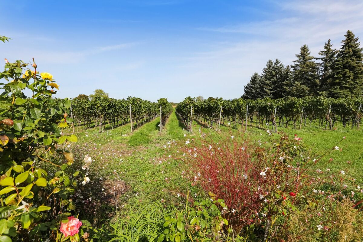Weinberg mit Rosen und Bäumen