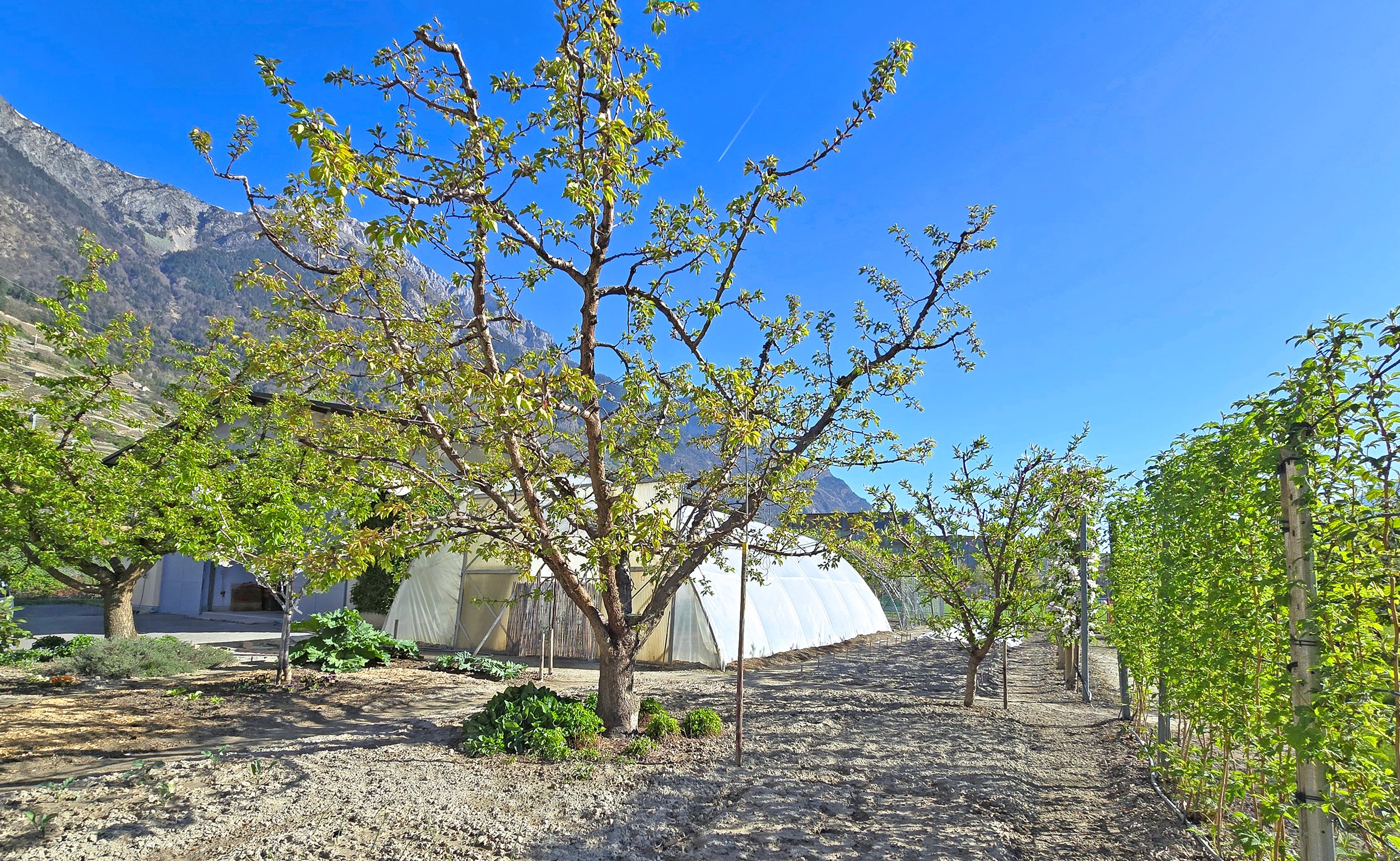 Ländlicher Garten mit Bergkulisse