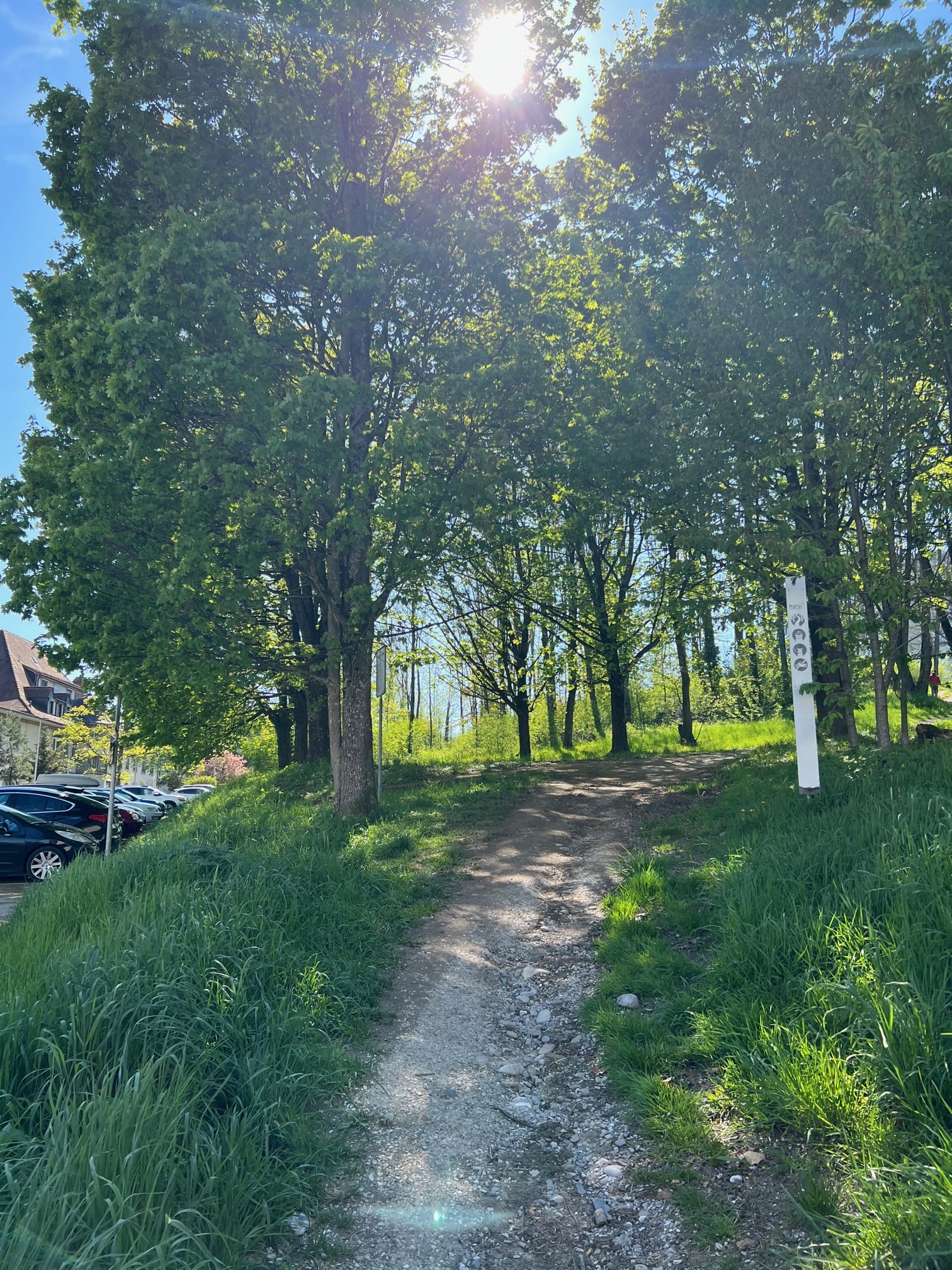 Parkweg zwischen Bäumen