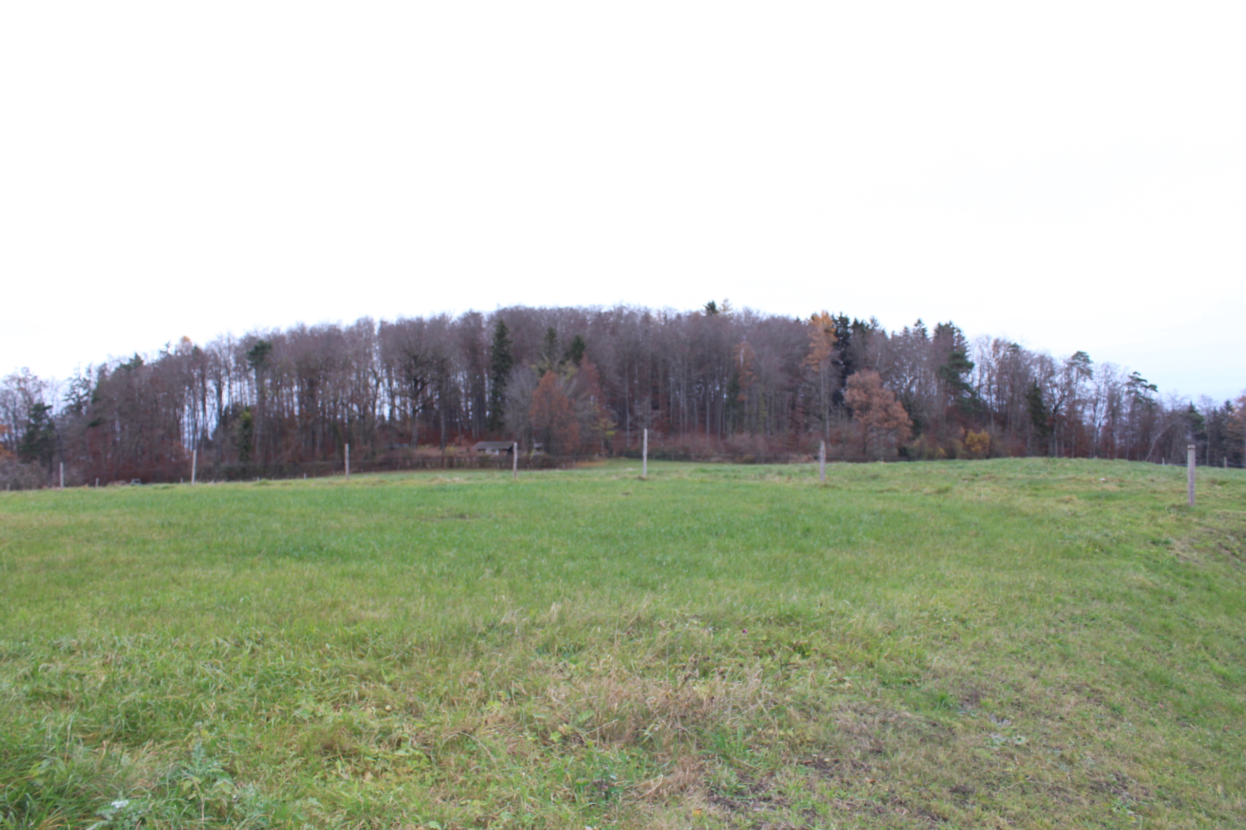 Landschaftsaufnahme einer grünen Wiese