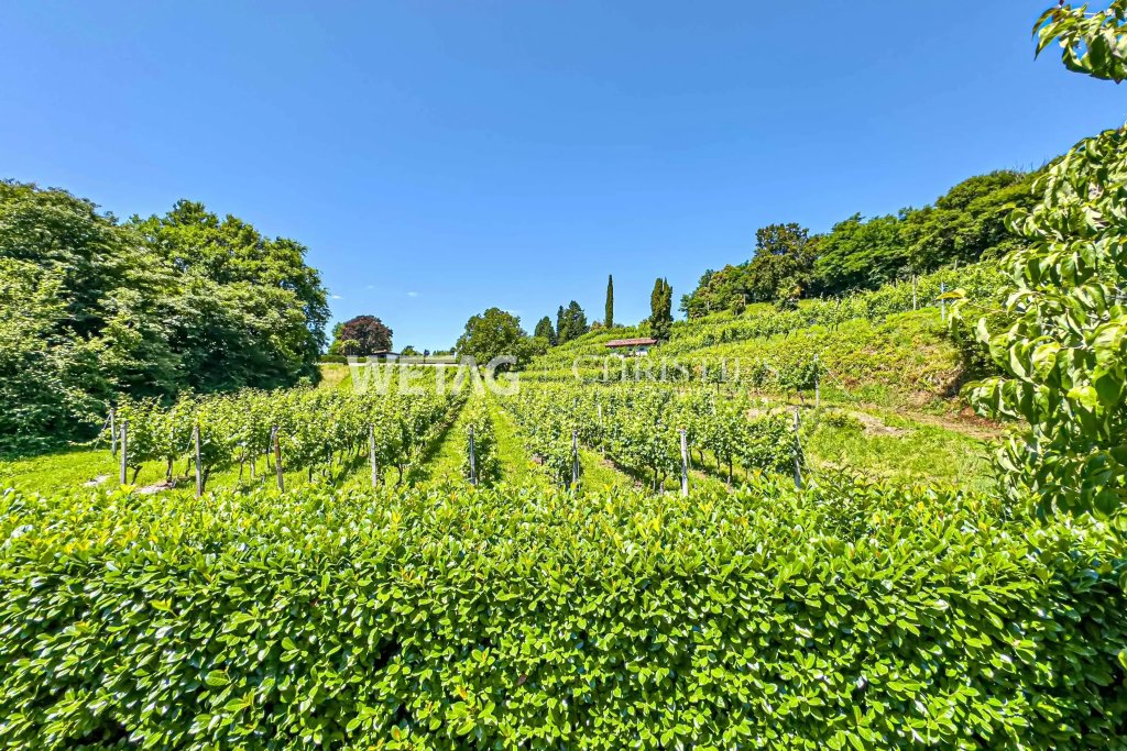 Weinberg mit grüner Landschaft