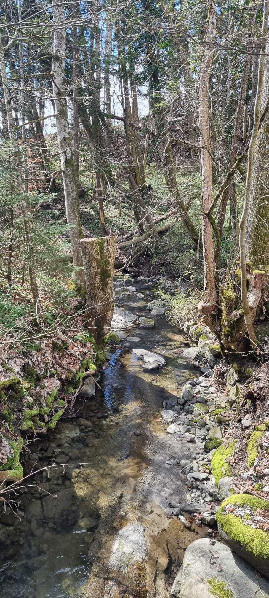 Waldbach mit Uferbewuchs