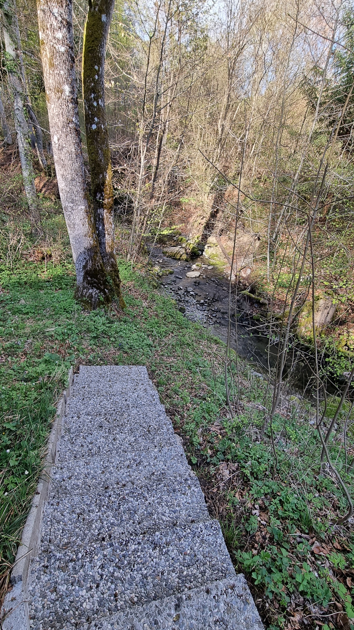 Waldhang mit Bachlauf und betonierter Treppe