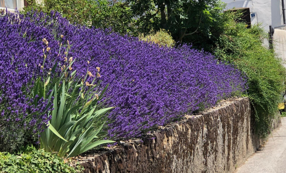 Blühender Garten am Weg