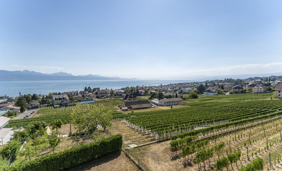 Panoramablick über Weinberge zum See