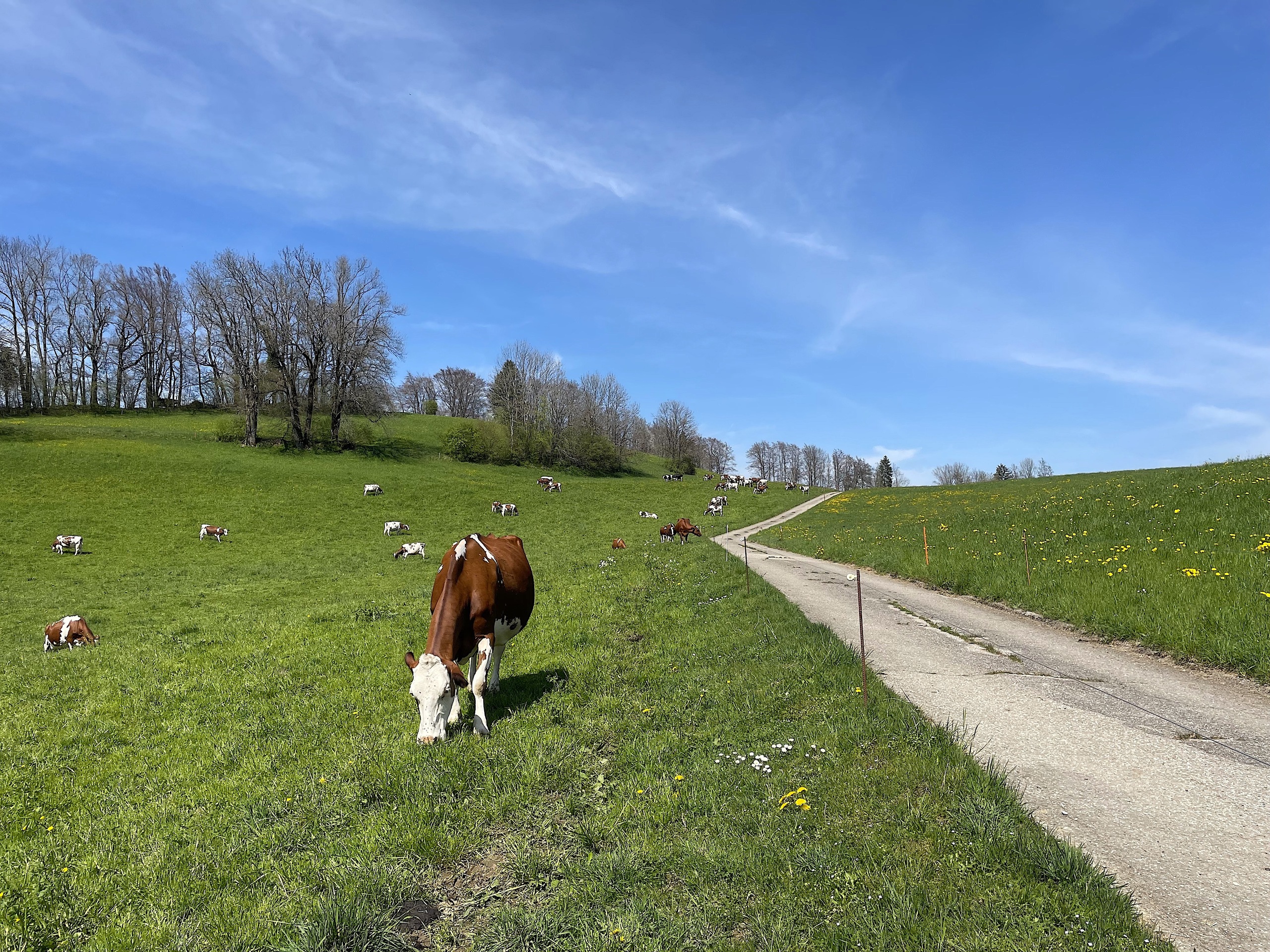 Almwiese mit weidenden Kühen und Weg