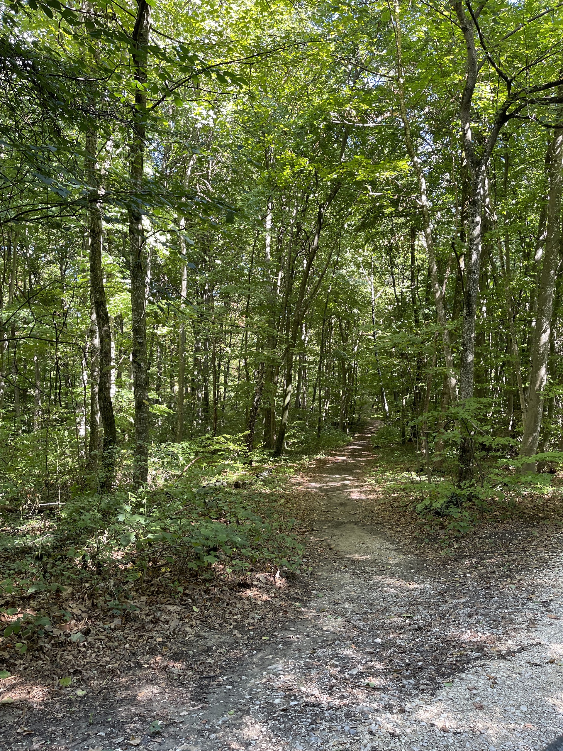 Waldweg im Grünen