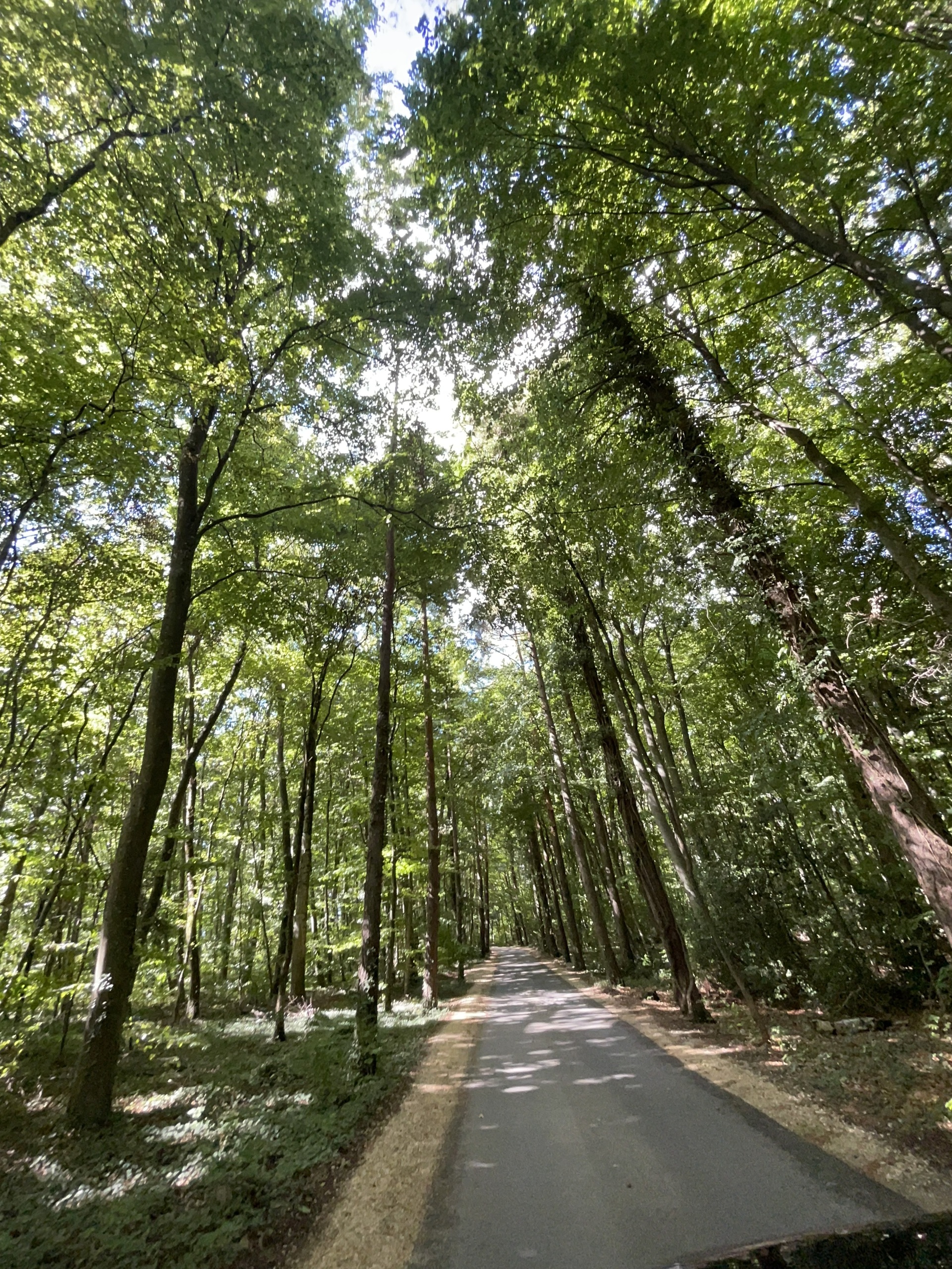 Waldweg unter dichtem Blätterdach