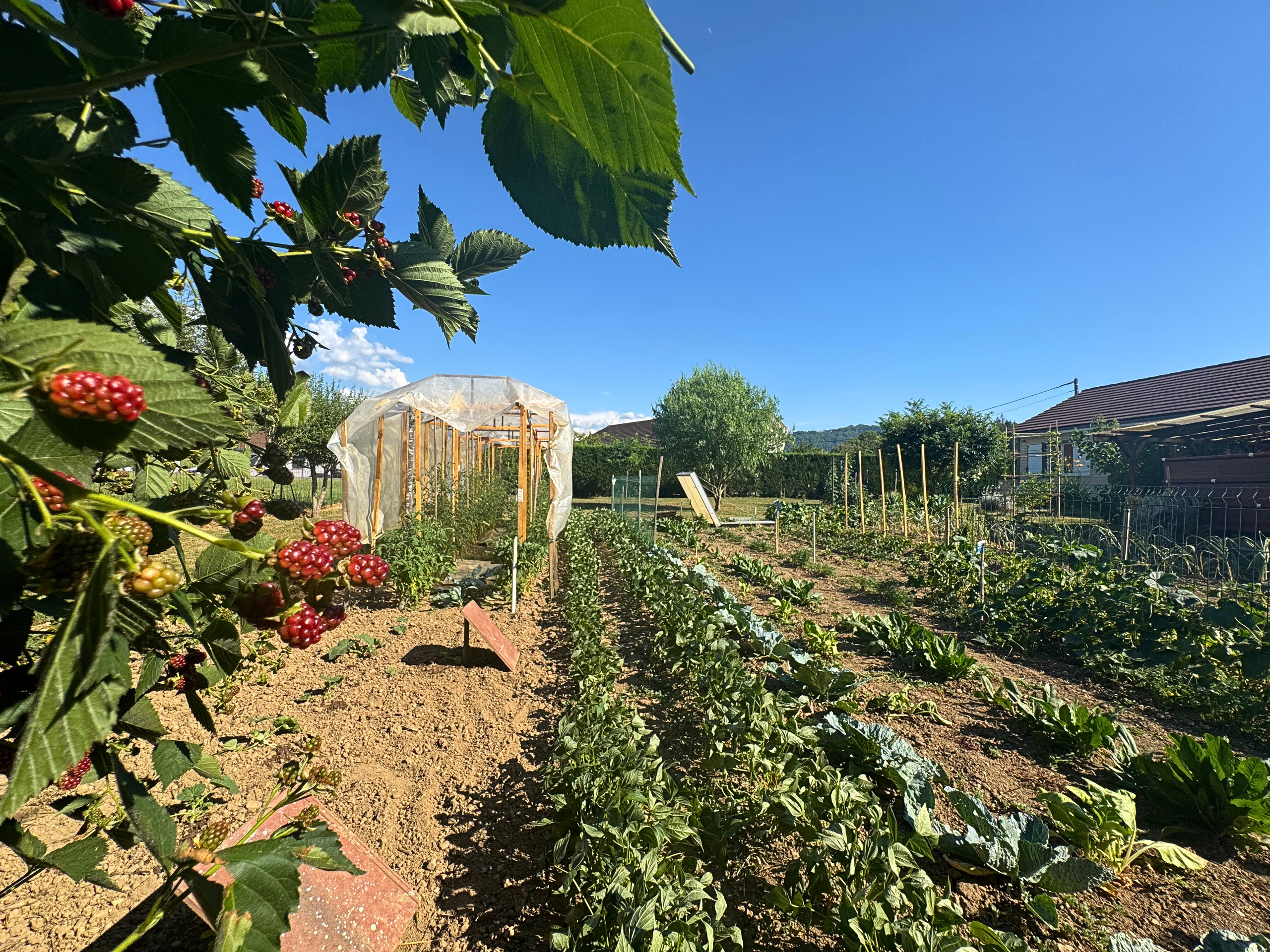 Gemüse- und Beerenbeet im Garten