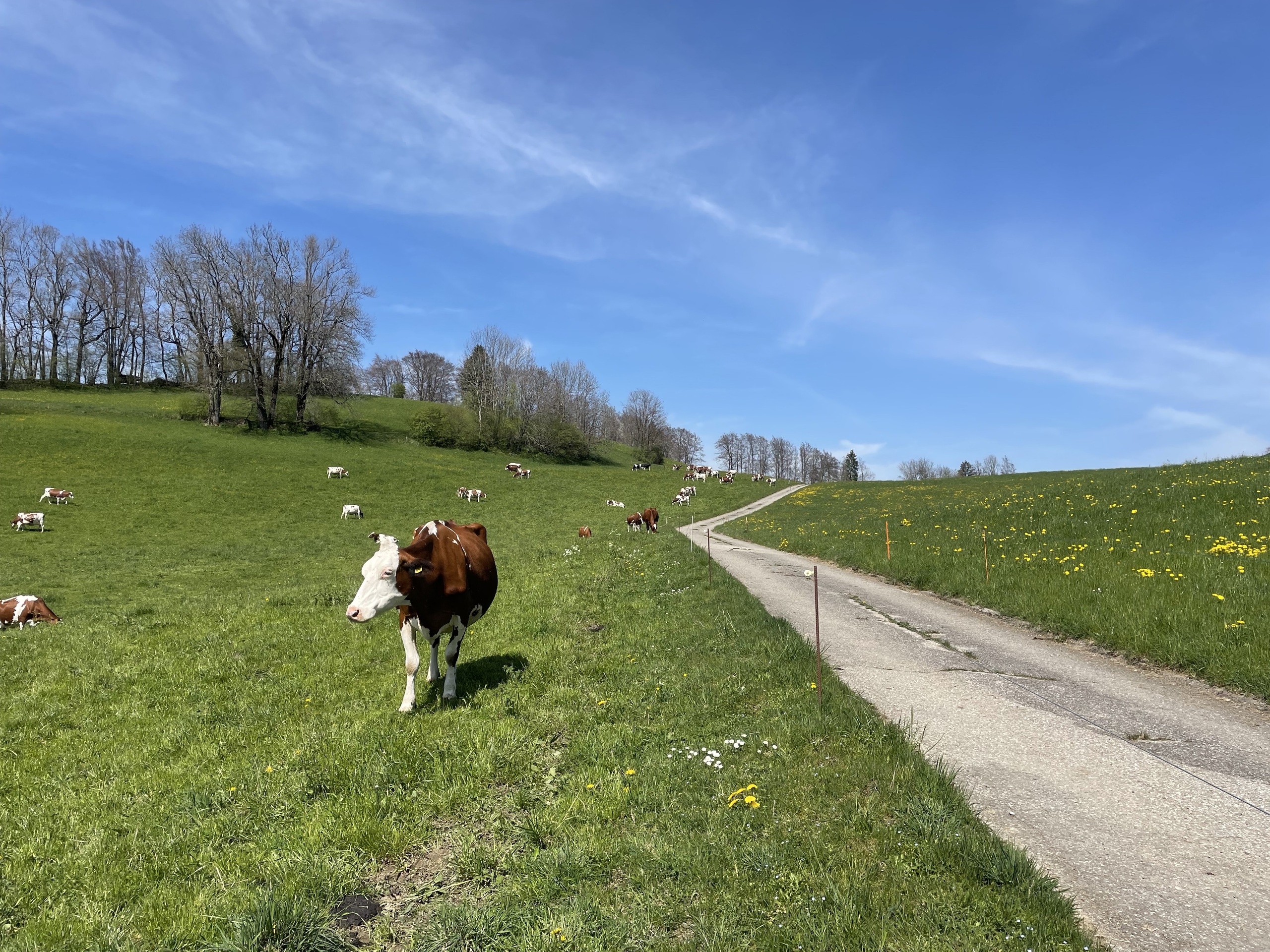 Landschaft mit Weide und Kühen