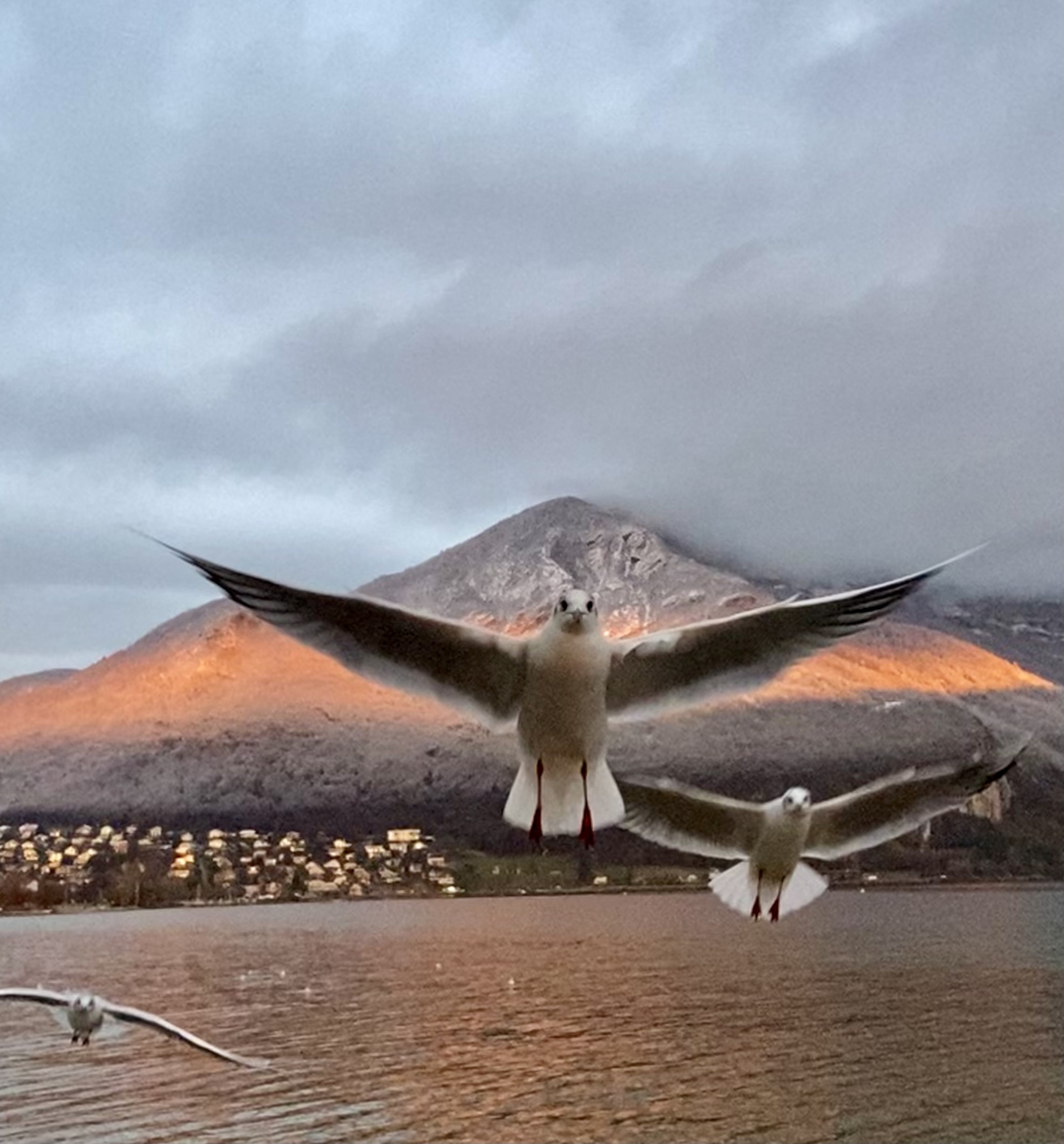 Seevögel vor Vulkan und Wasser