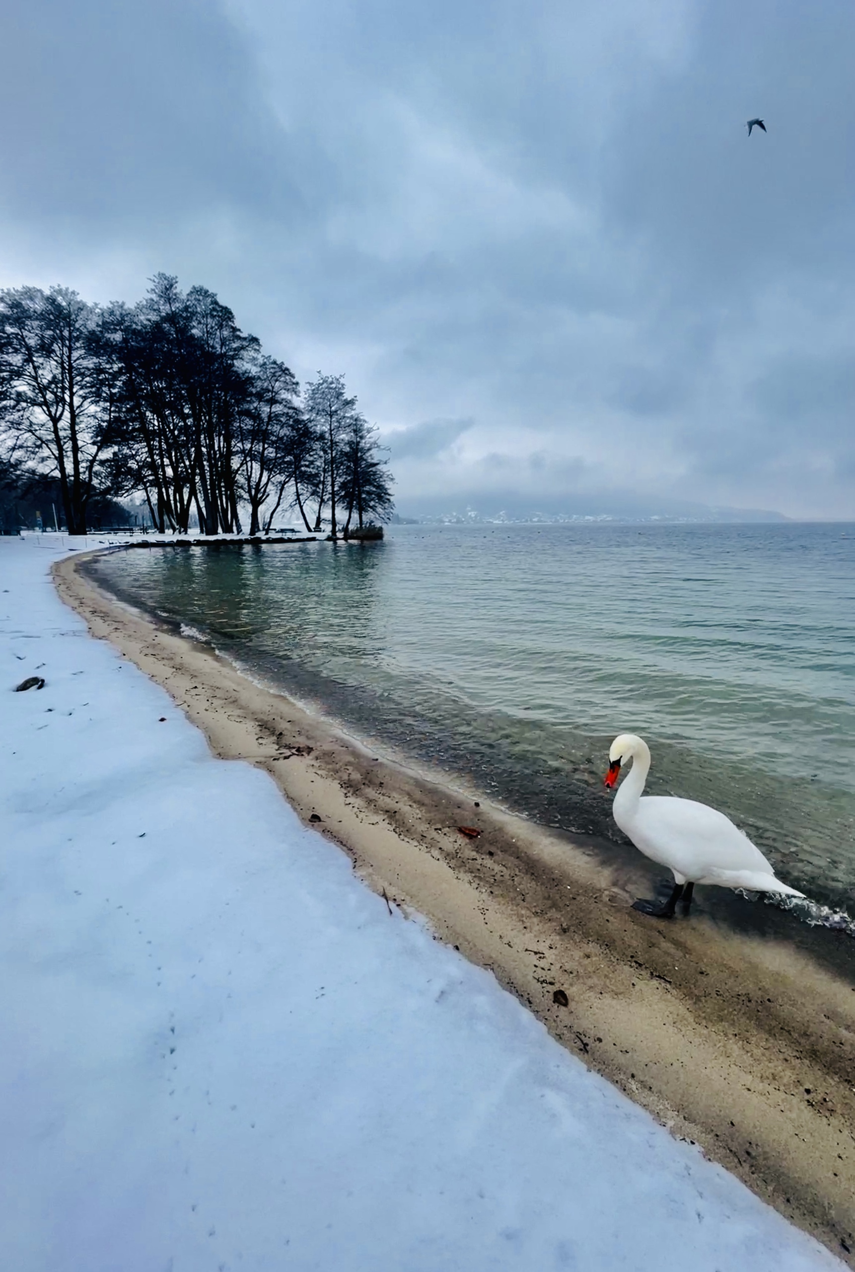 Winterliche Uferlandschaft mit Schwan