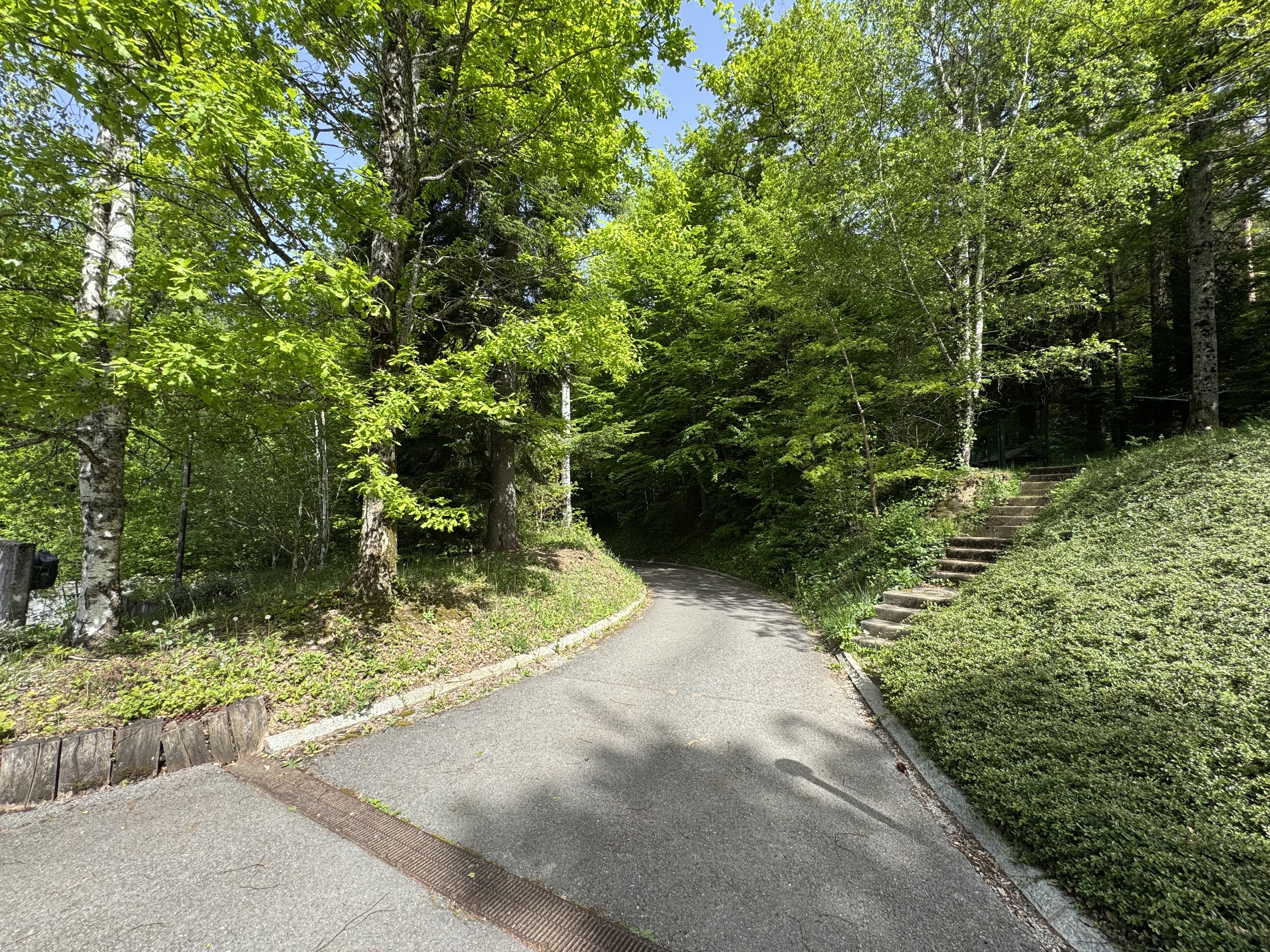 Bewaldete Zufahrt mit Treppe
