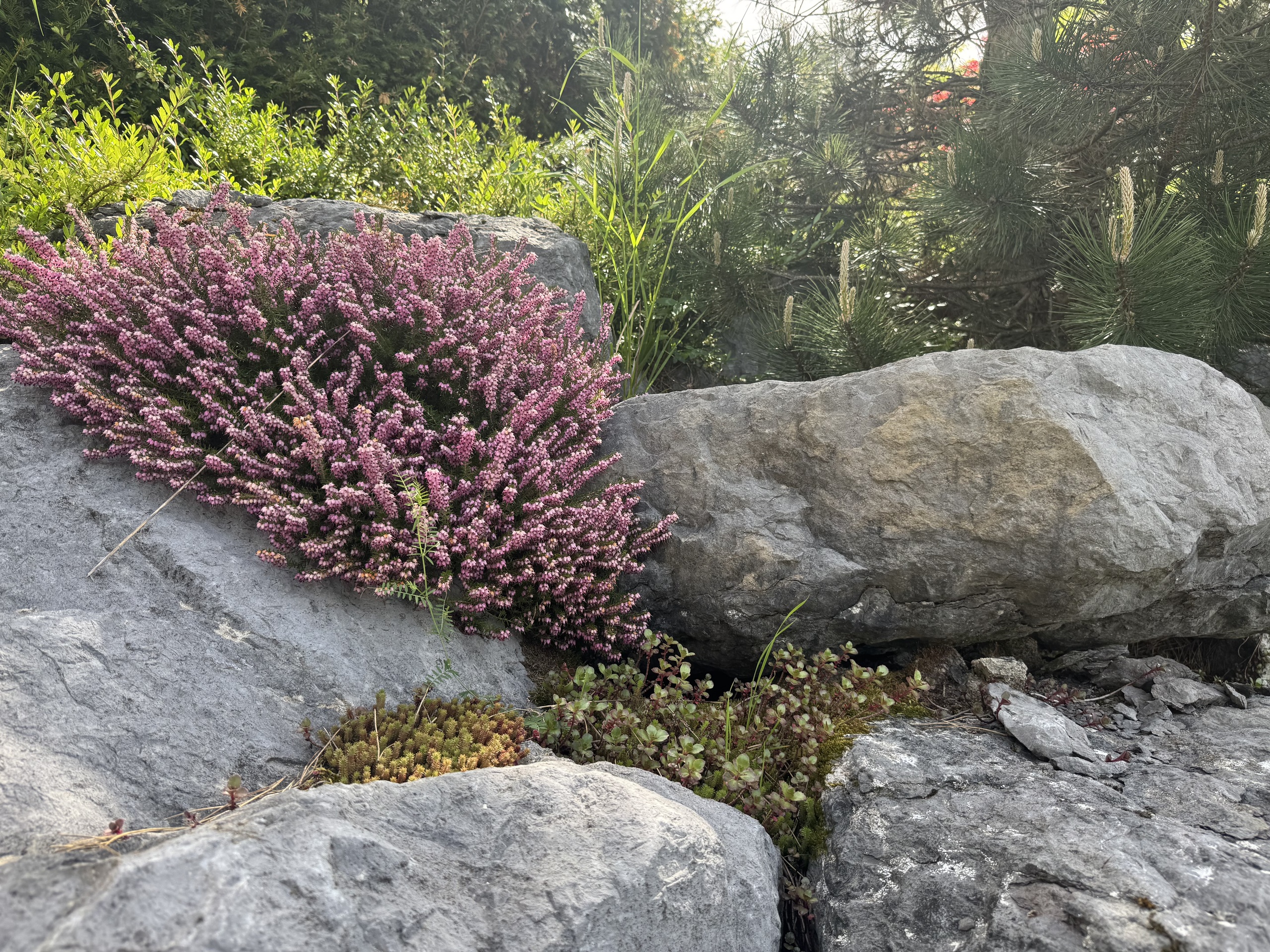 Steingarten mit Heide und Kiefern