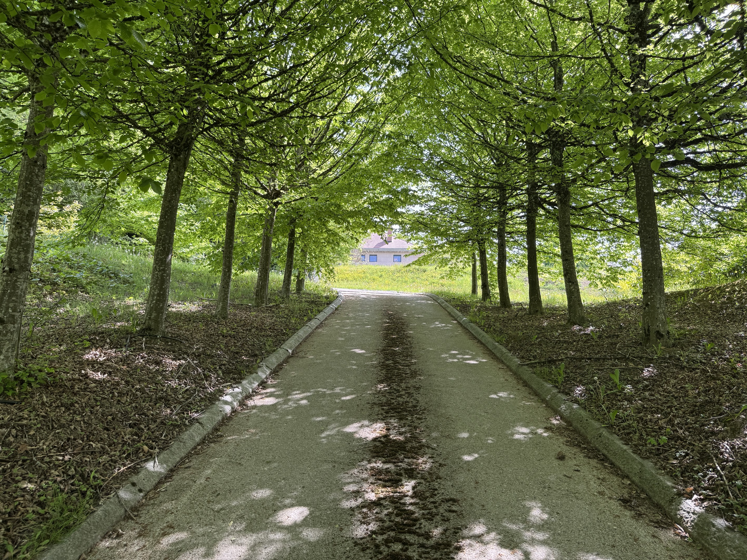 Bewaldeter Zufahrtsweg