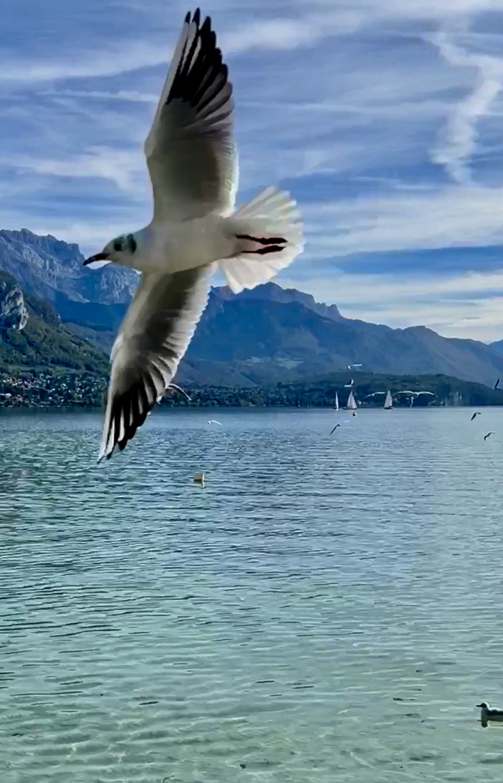Möwe über See mit Bergpanorama