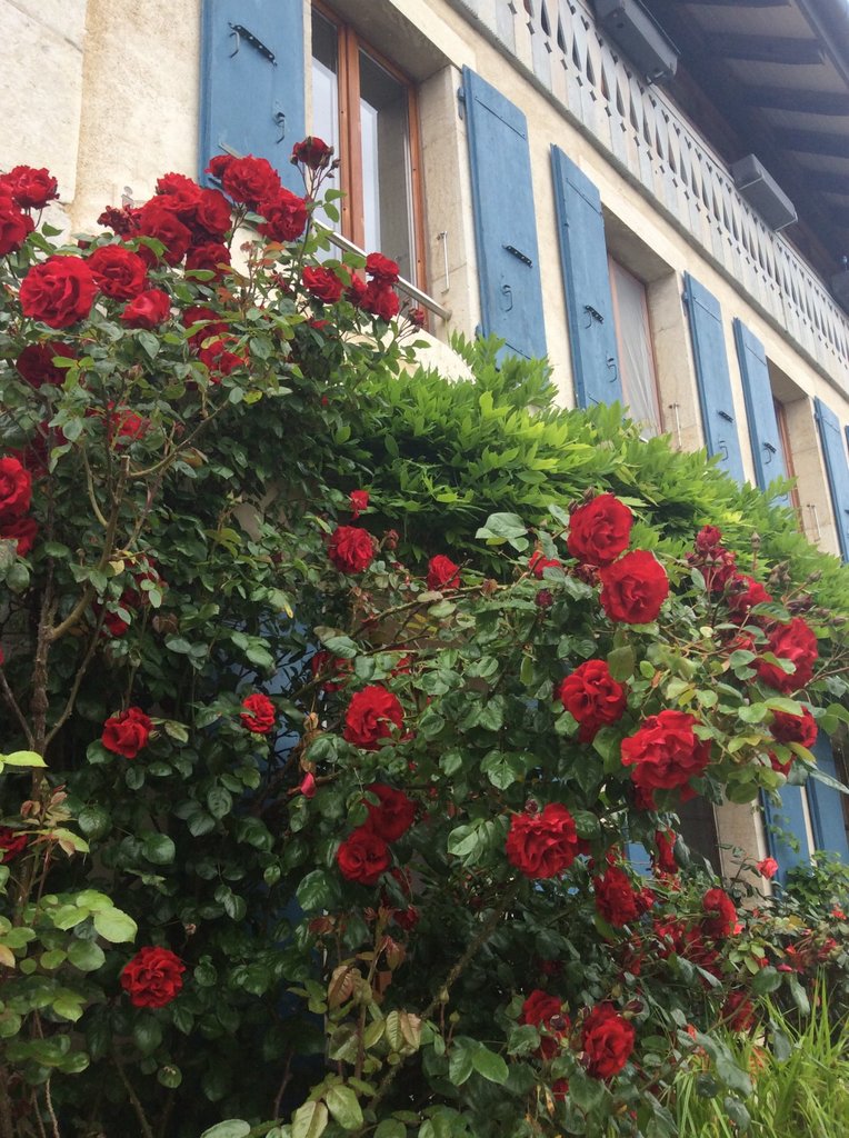 Blumenbewachsene Fassade mit blauen Fensterläden