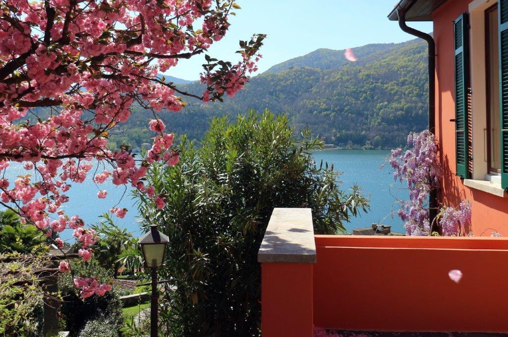 Seeblick von einer Terrasse mit blühendem Baum