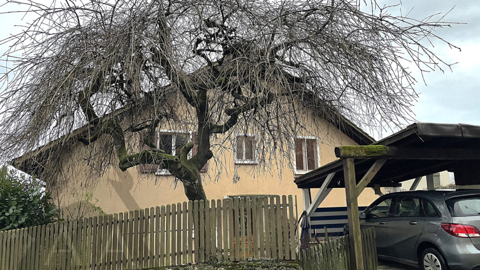 Einfamilienhaus mit Carport und Gartenbaum