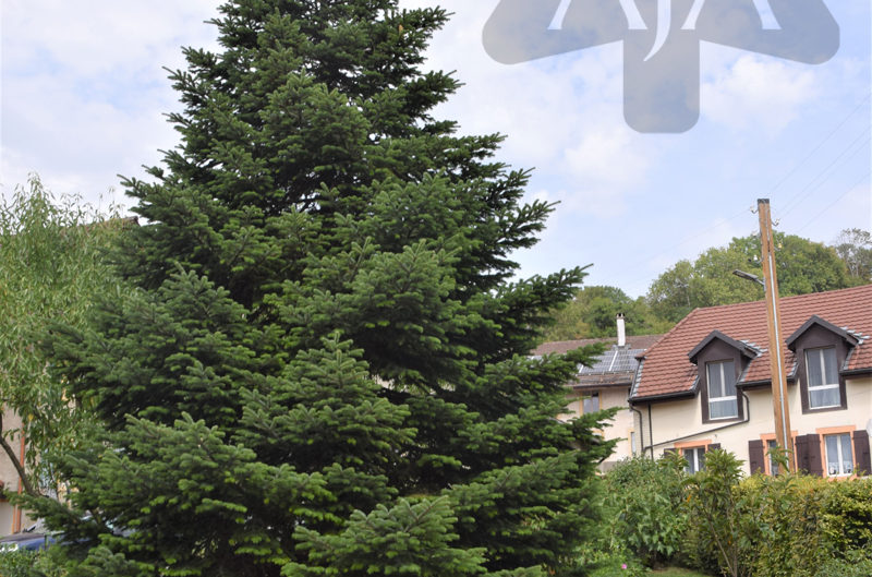 Garten mit Wohnhäusern im Hintergrund