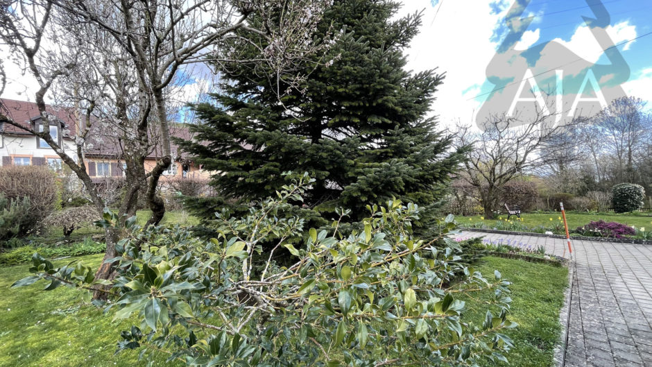 Garten mit großem Nadelbaum