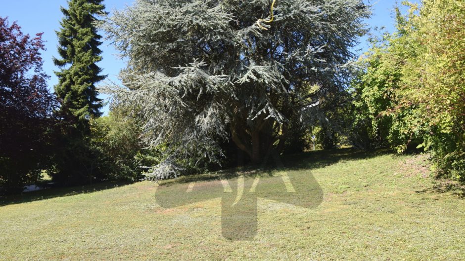 Großer grüner Garten mit altem Baumbestand