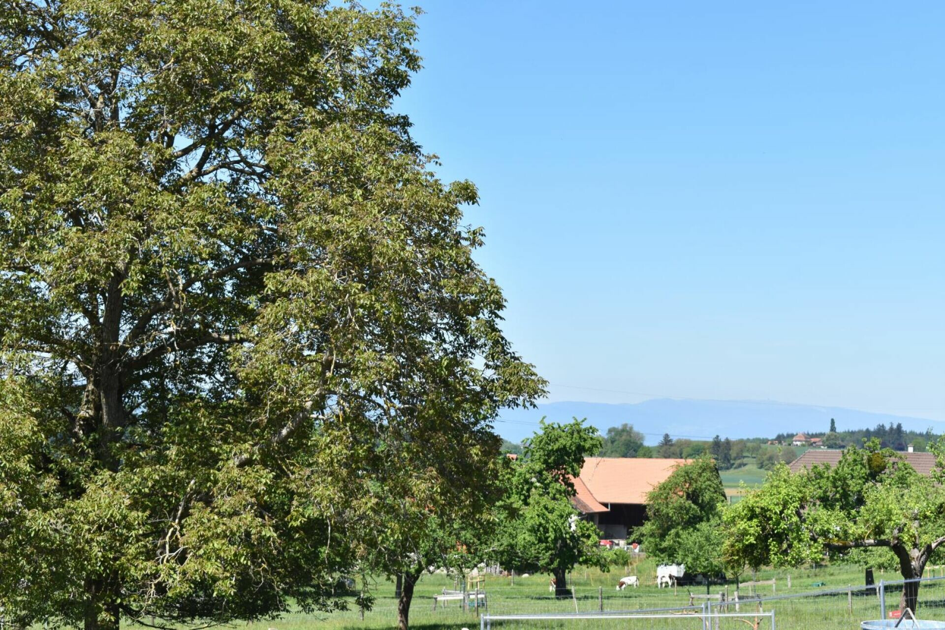 Ländliche Aussicht mit Wiese und Bäumen