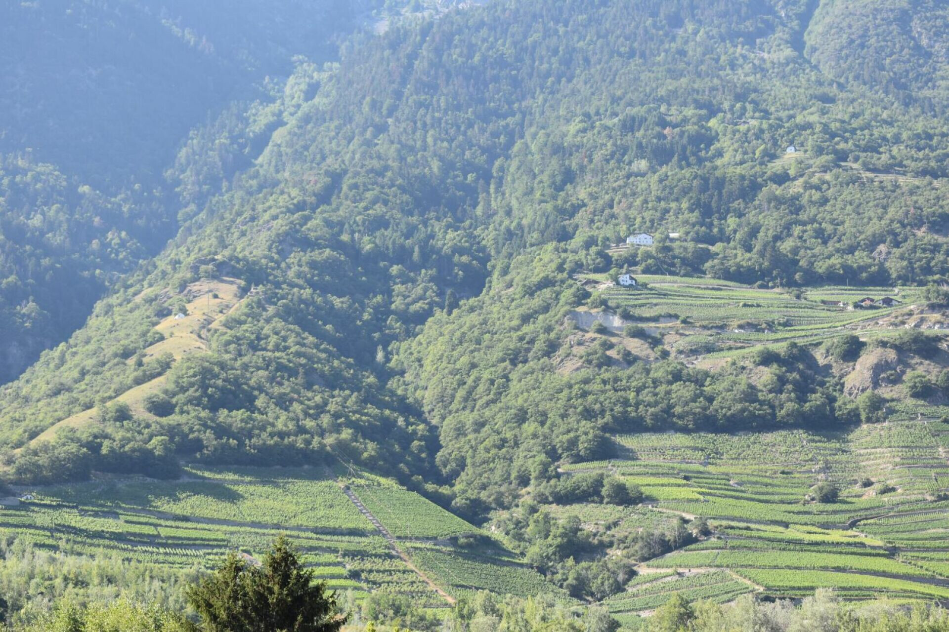 Landschaft mit terrassierten Hängen