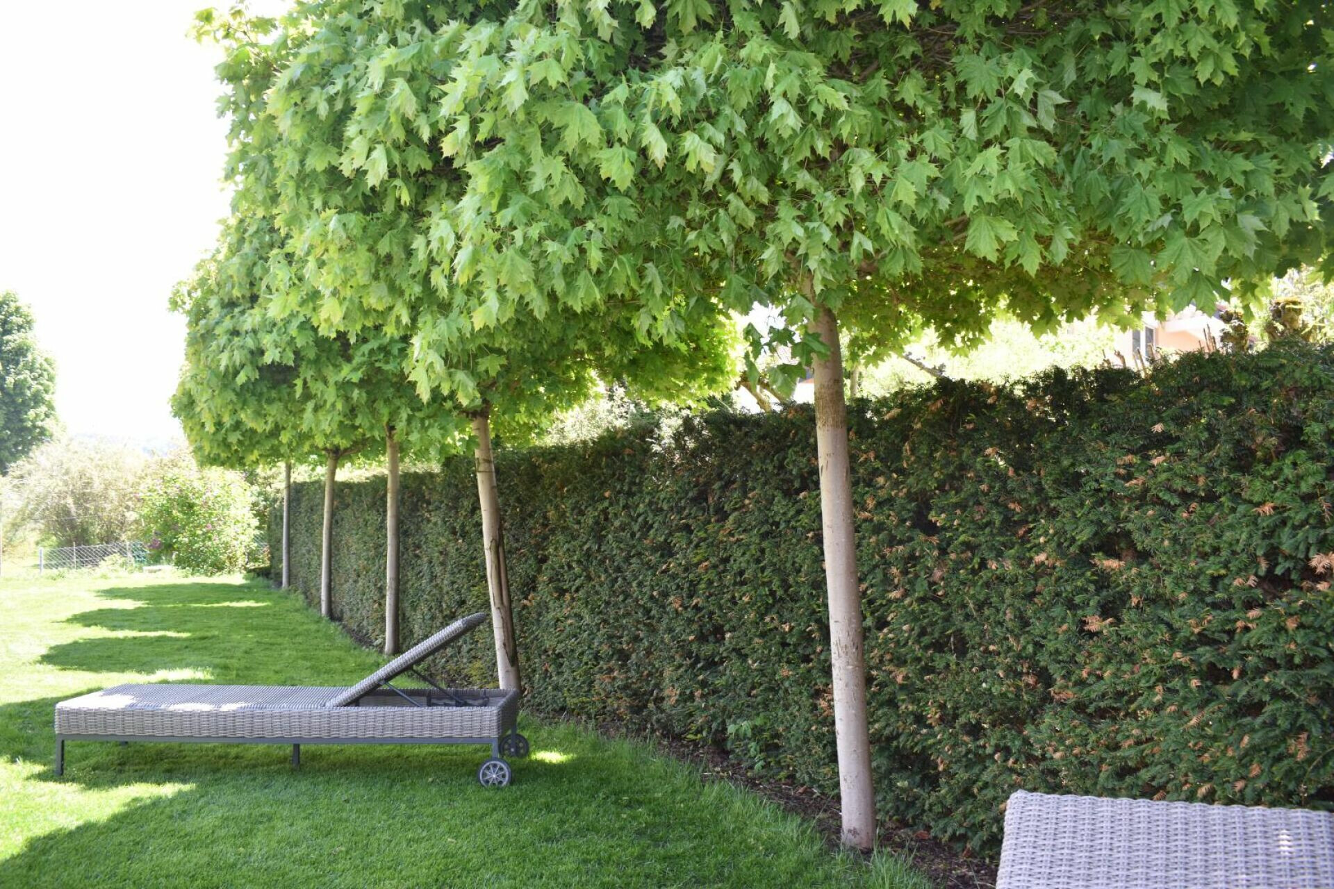 Garten mit Liege und Baumreihe