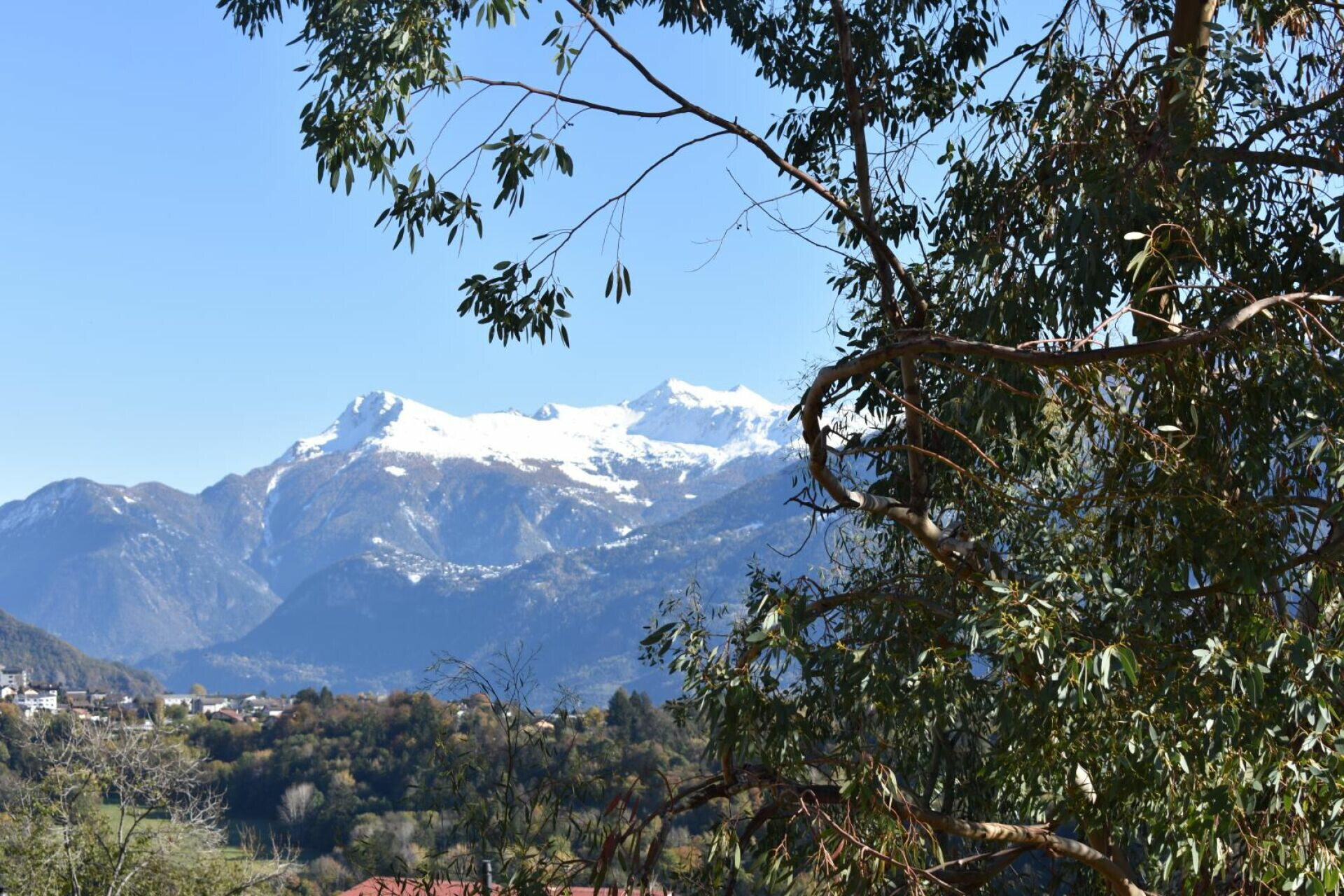 Bergblick mit Bäumen im Vordergrund